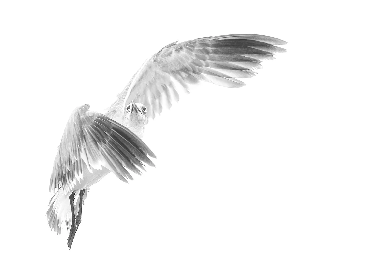 Editing the “Notes from a Sketchbook” Series