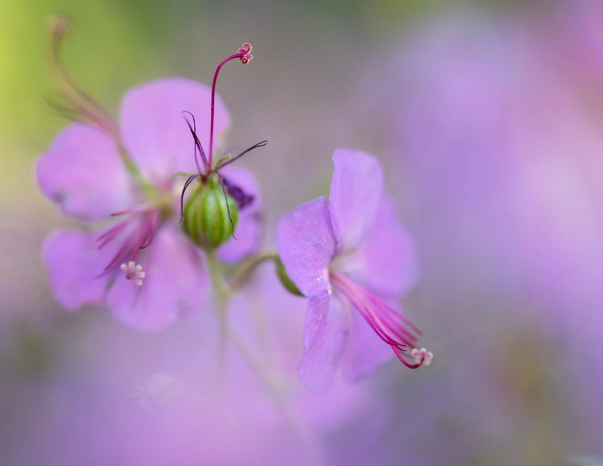 Day One: My Journey into Flower Photography