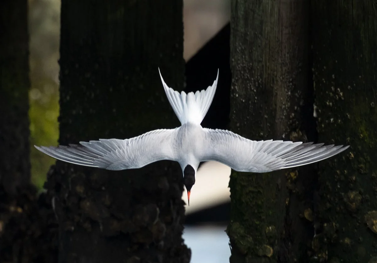 _DSC7400-2-Edit.jpg