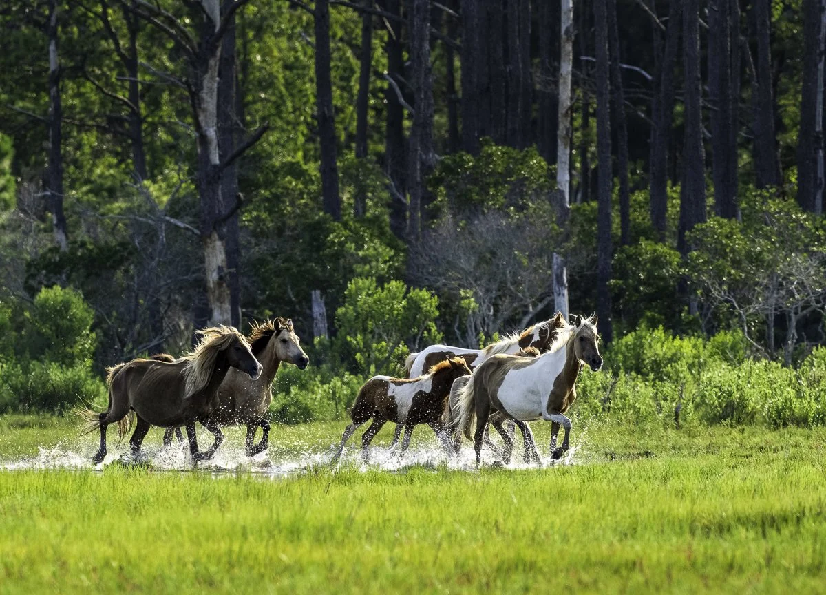 Chincoteague Pony Weekend