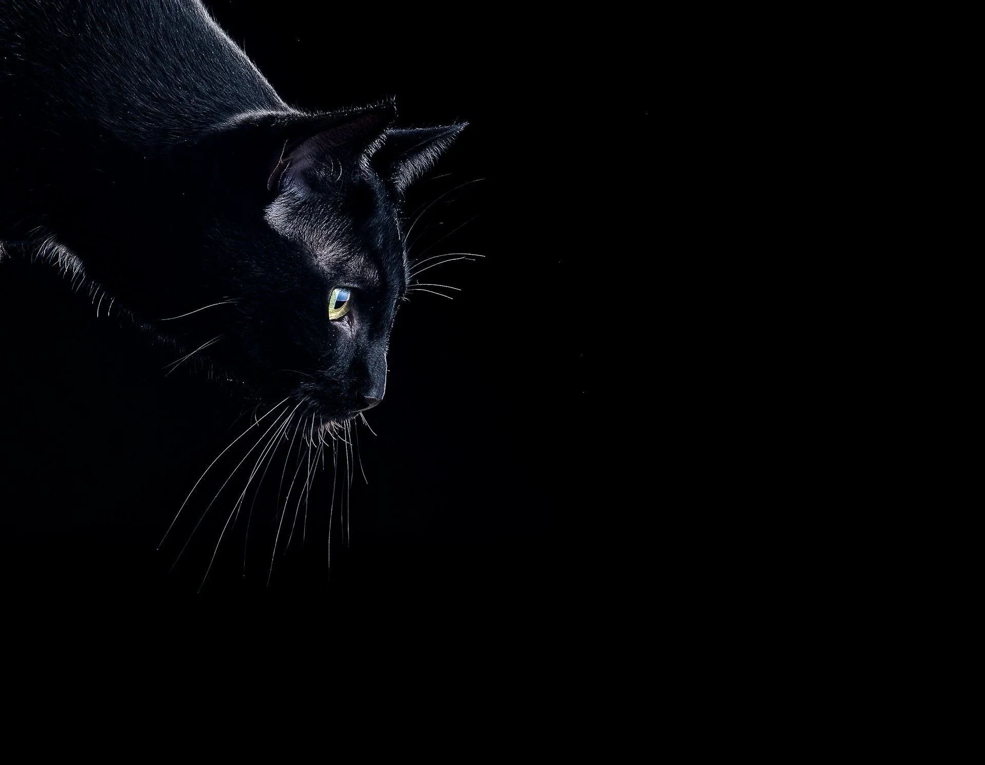 pouncing negative space-552-Edit-2.jpg