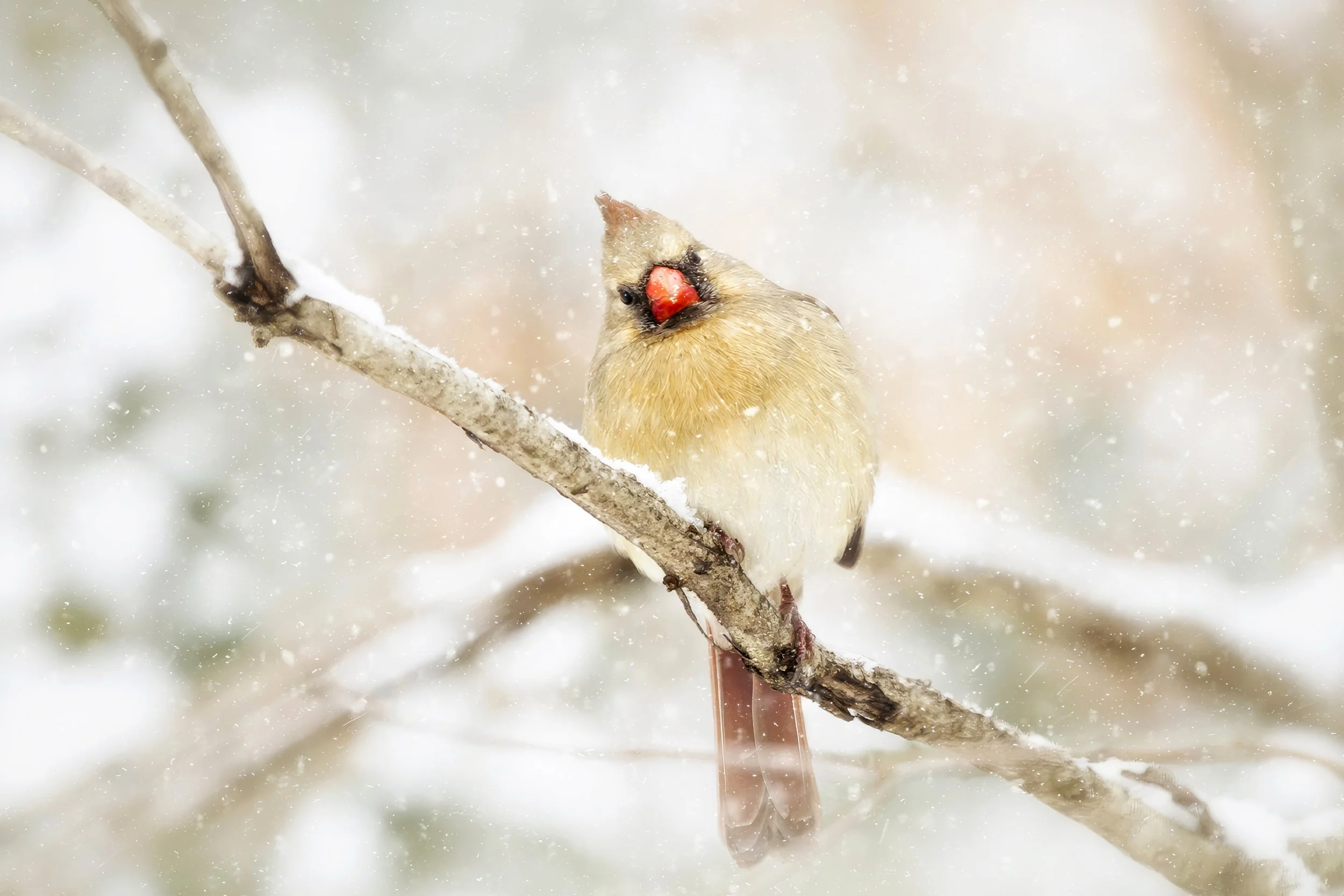 just checking inCardinal in the snow-2.jpg