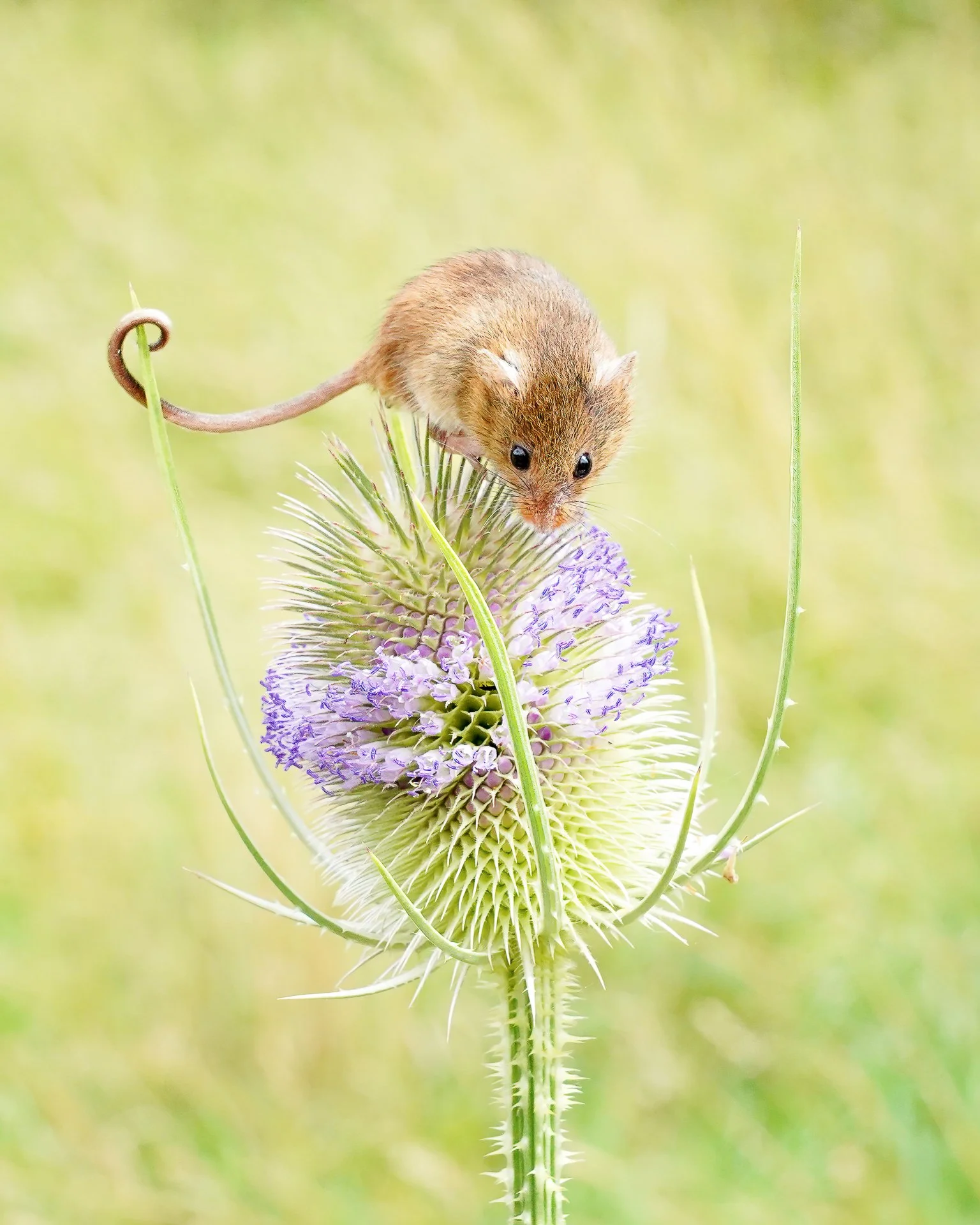 a flower for mom.jpg