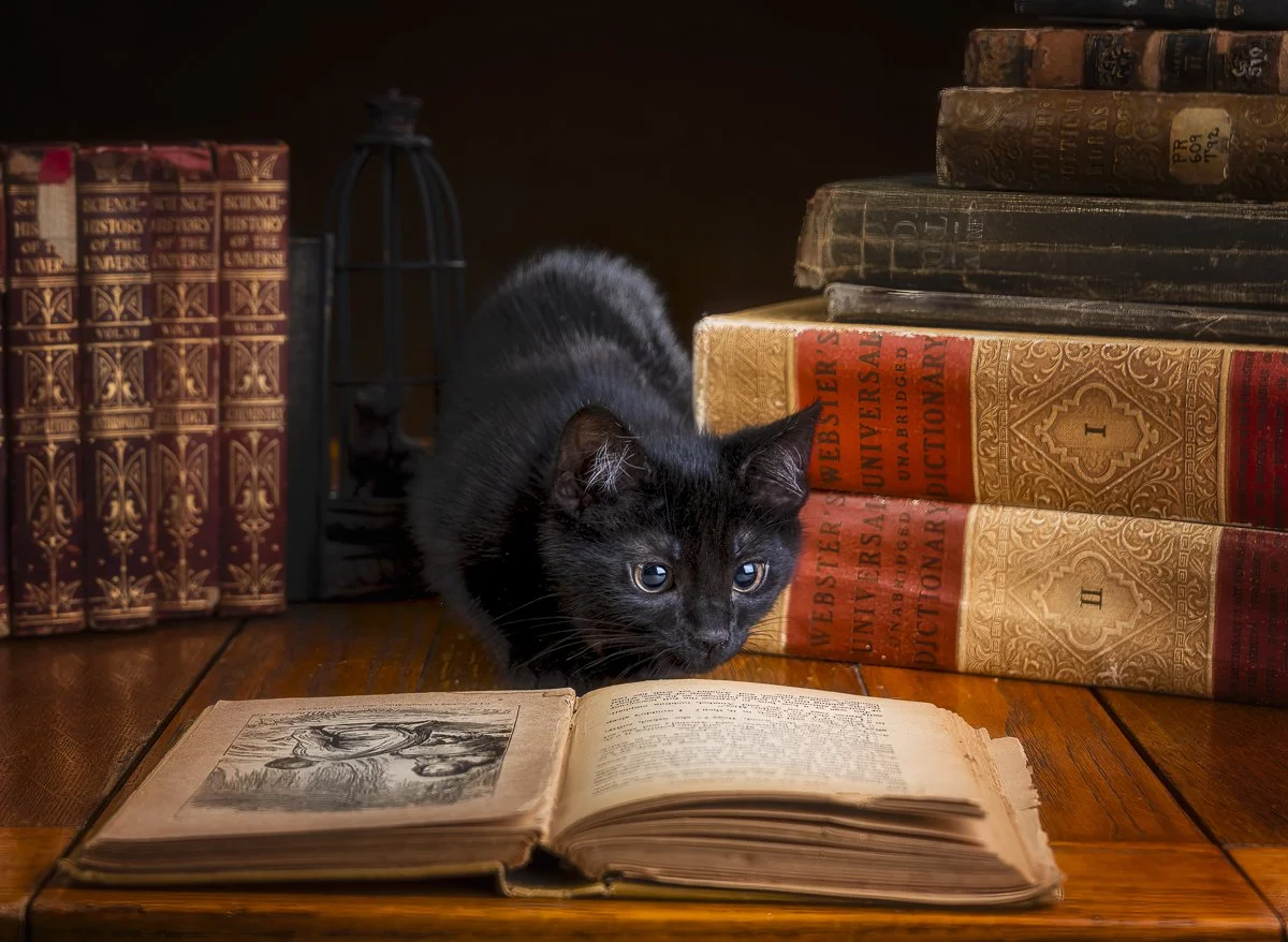 The Plot Thickens_DSC0823-Edit.jpg