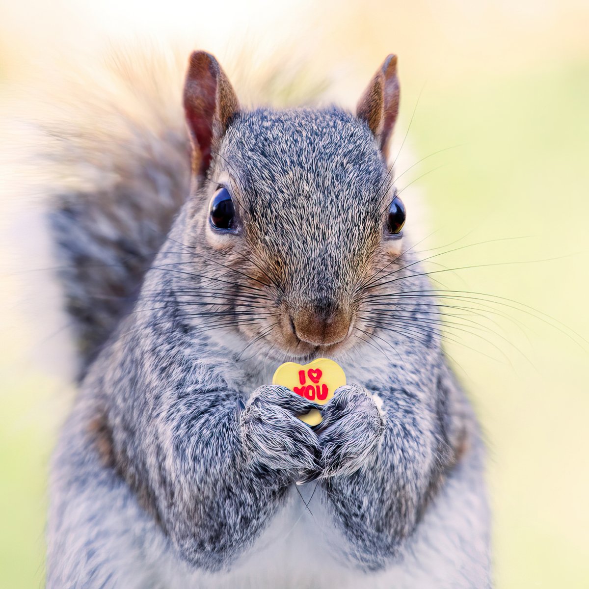 I heart u - 935871 copy-gigapixel-low_res-width-6900px copy.jpg