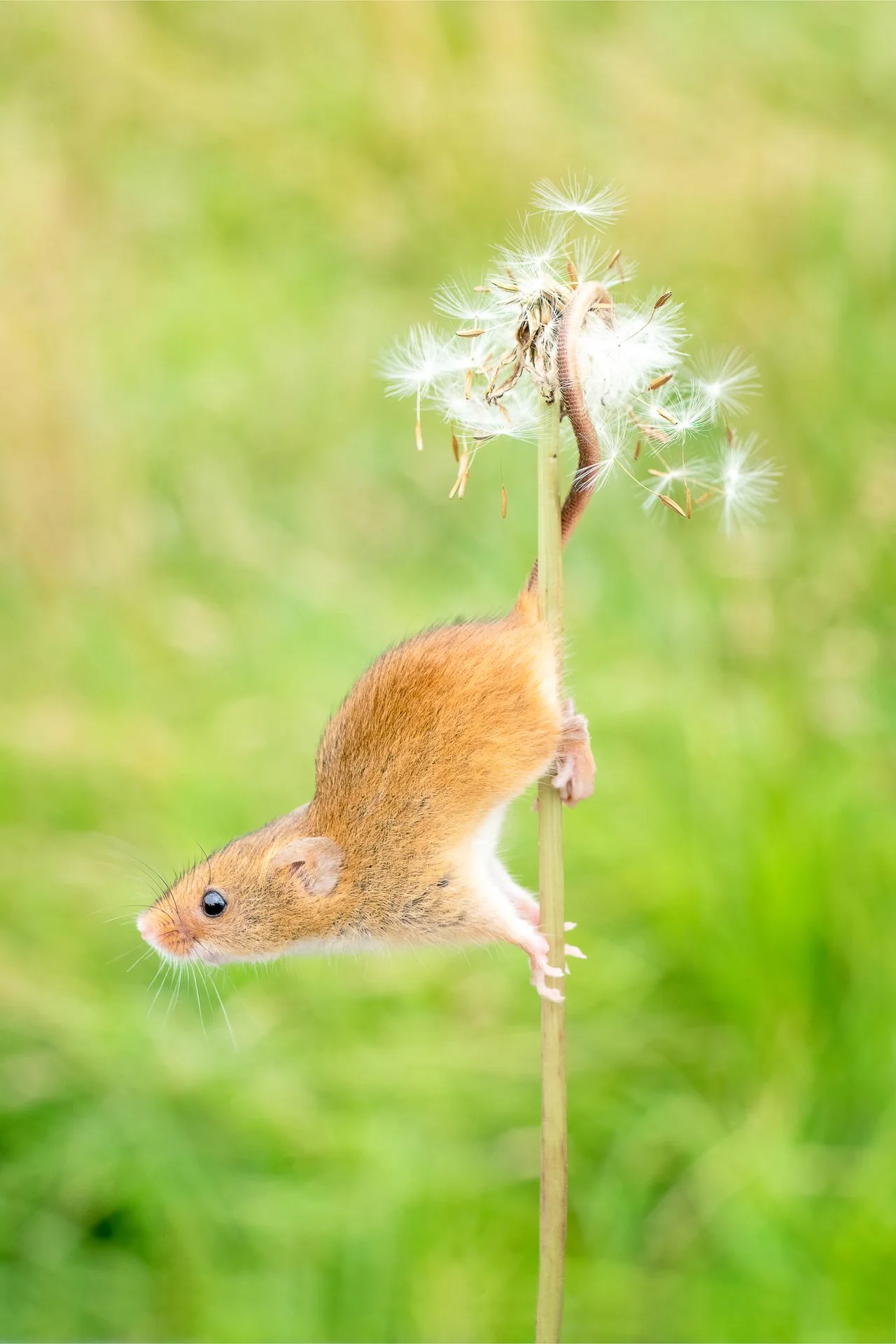 make a wish-2.jpg