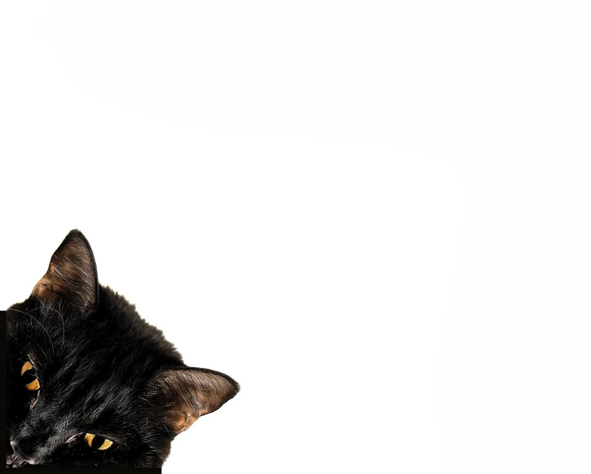 up to no goodDSC05237-202208062  copy-2-2.jpg