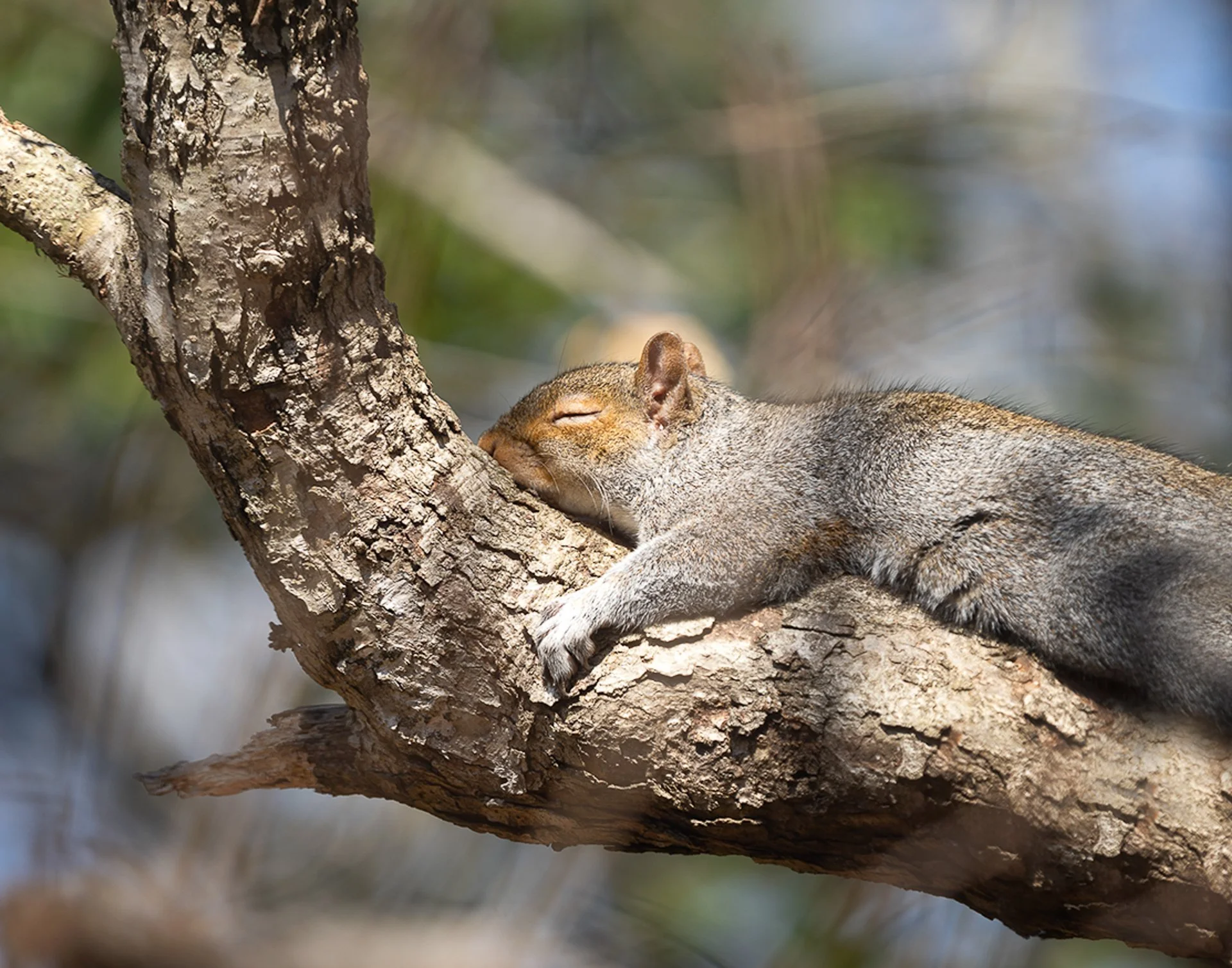 rock-a-bye baby in the treetop-2.jpg