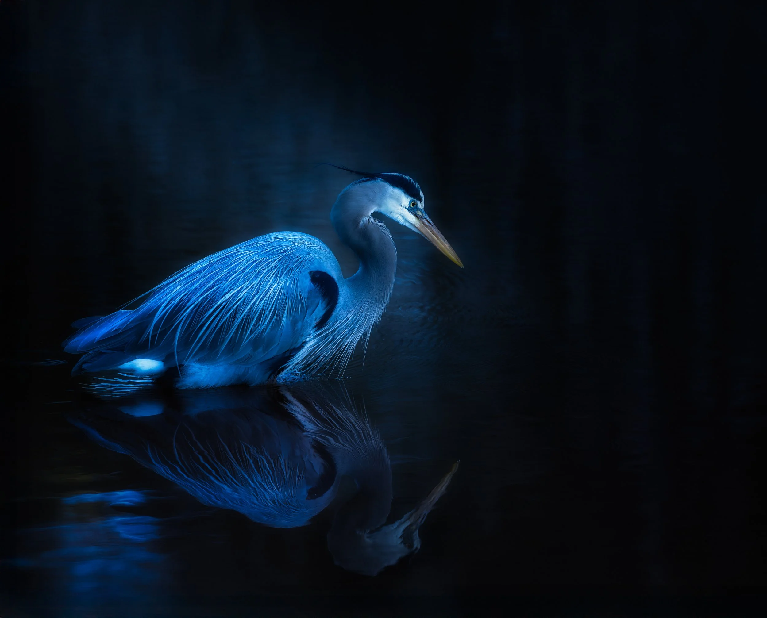 Midnight Blue20250323-A1_07172-Enhanced-NR-Edit-2.jpg