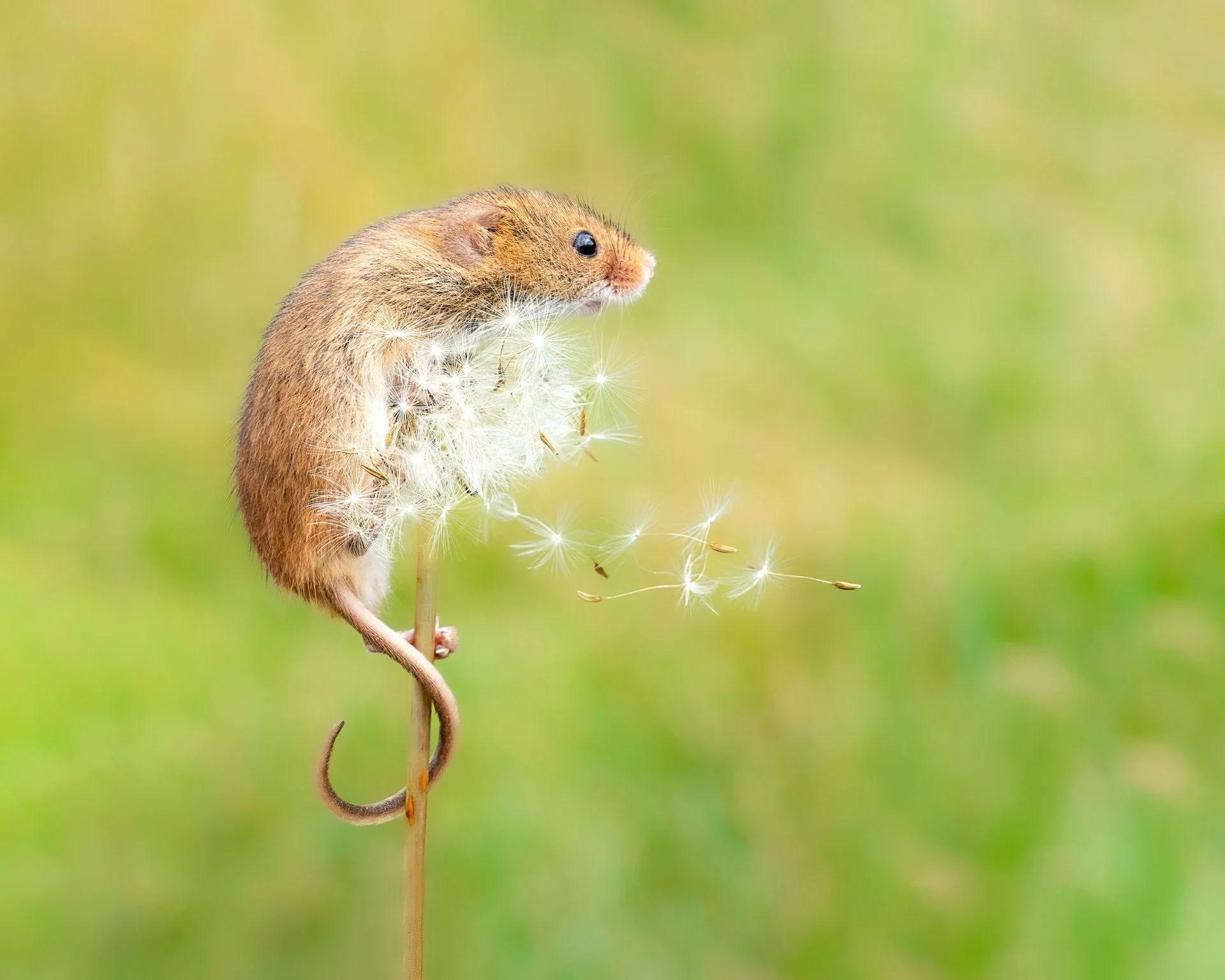 wishing and hoping-2.jpg
