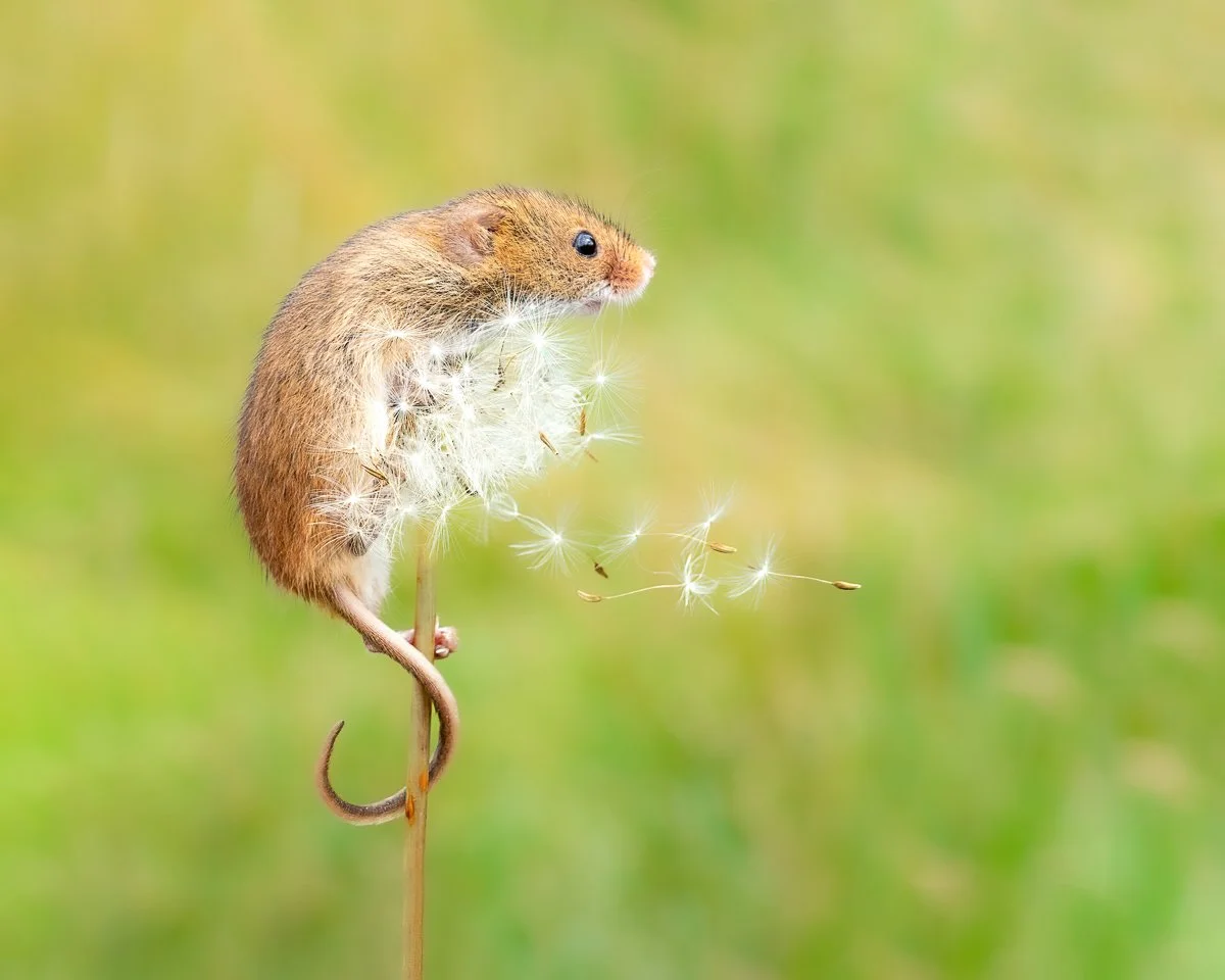 wishing and hoping.jpg