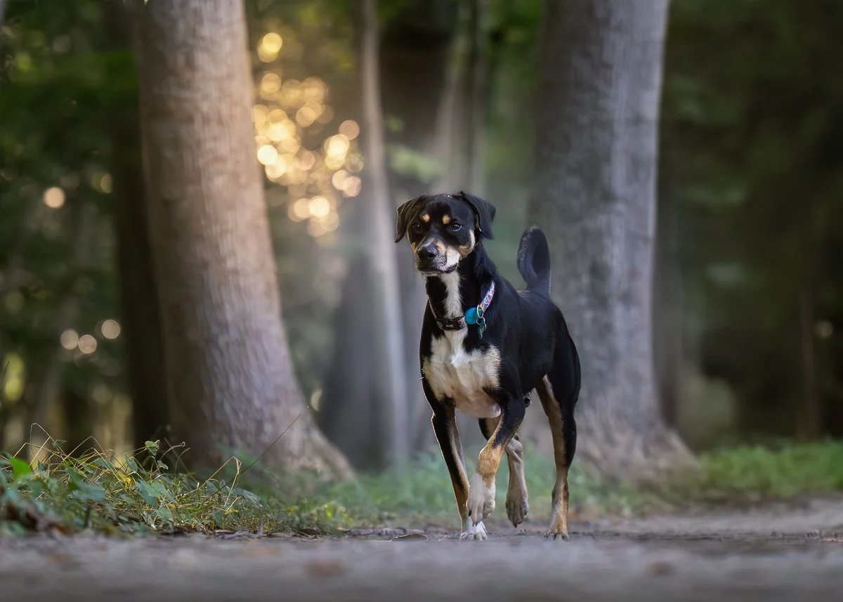 Pet Portraits -- Outdoor