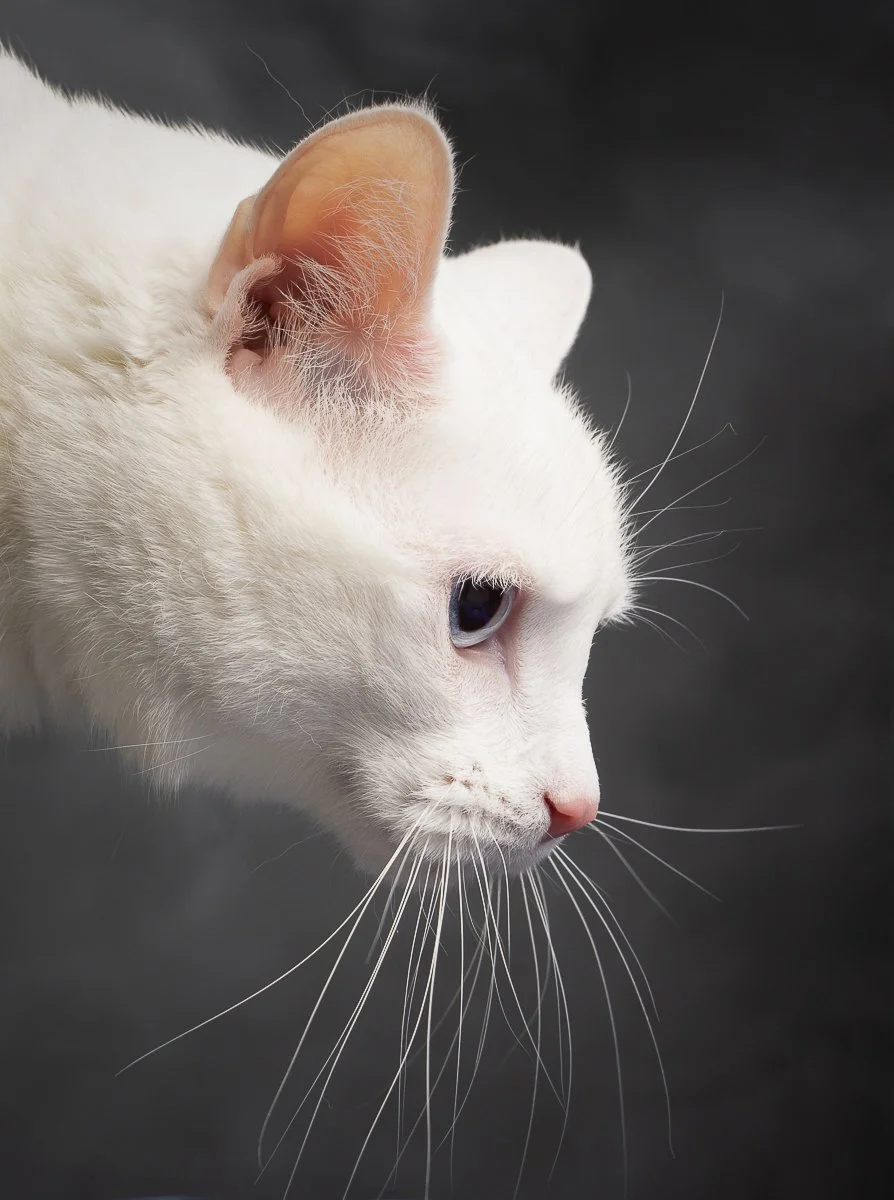 DSC00286-20240311 -Edit.jpg