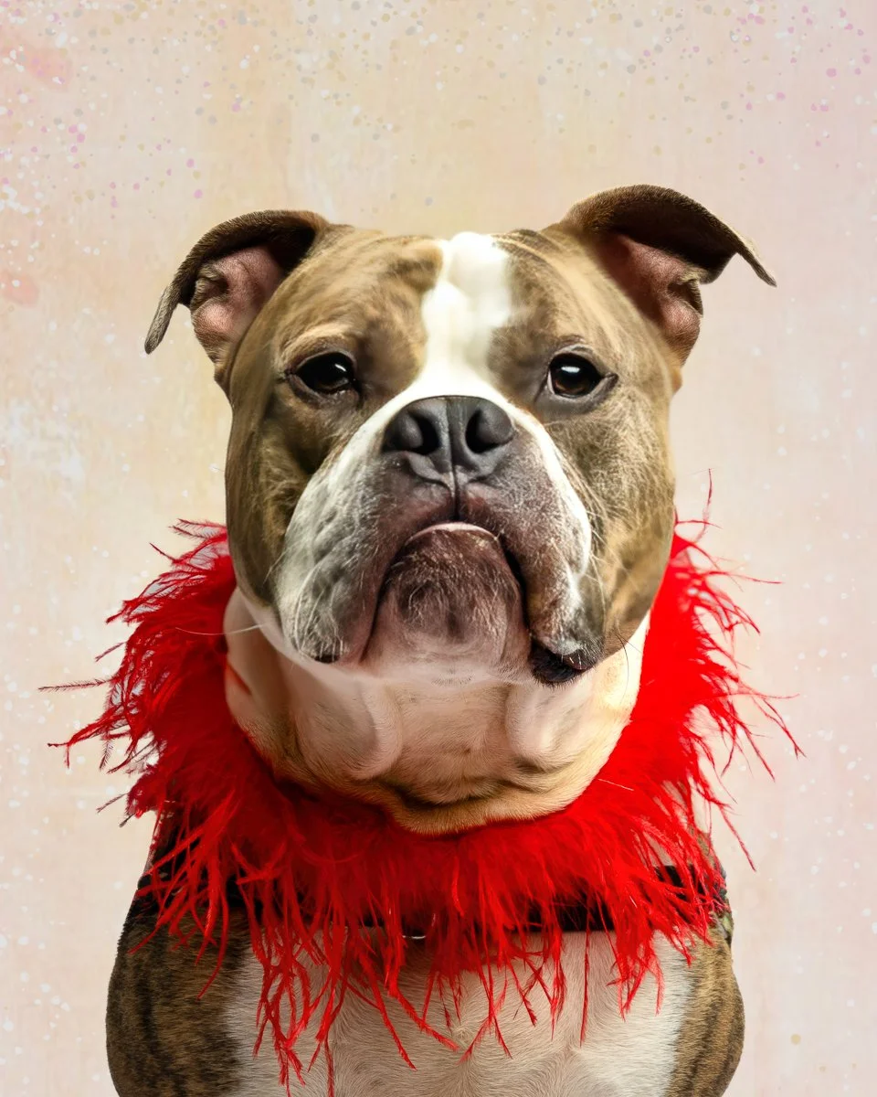 Pet Portraits -- Studio