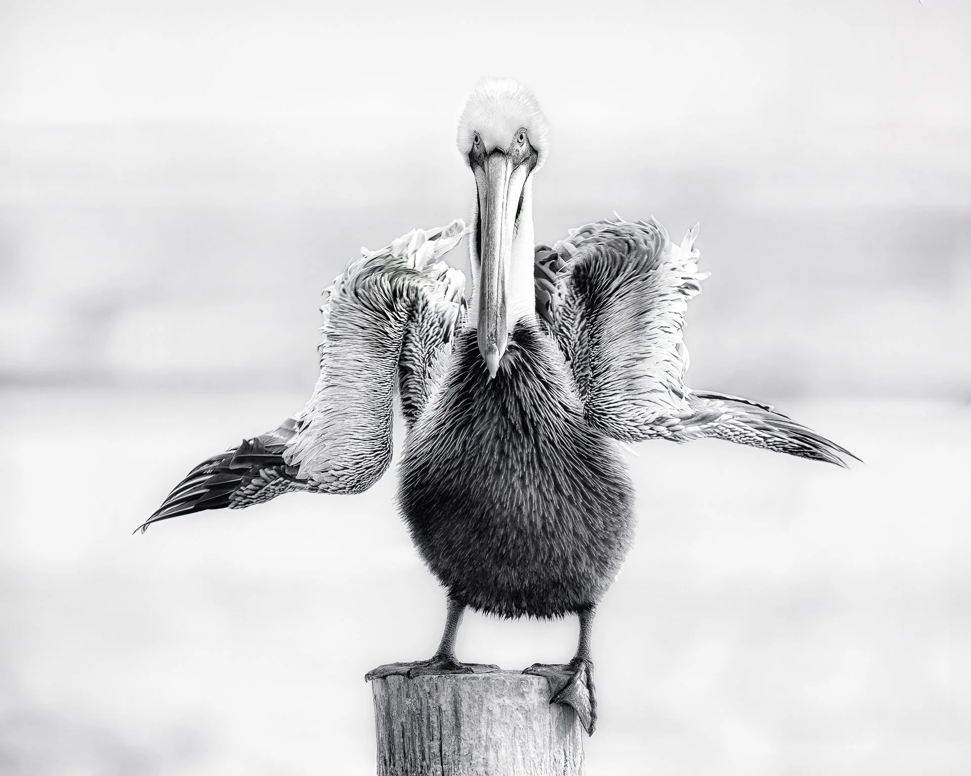 How Should I know - dsc00340--2.jpg