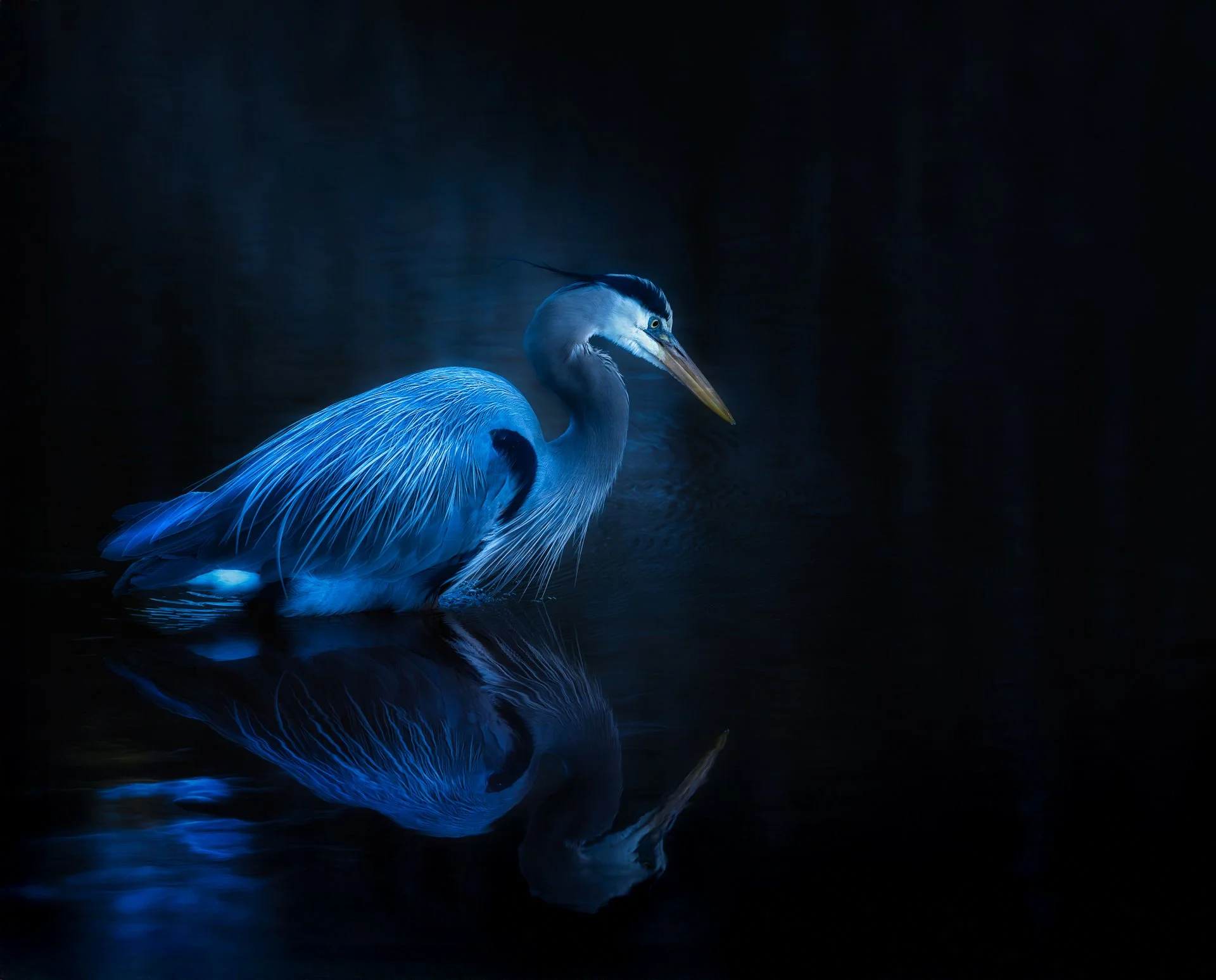 midnight blue 20250323 a!_07172.jpg