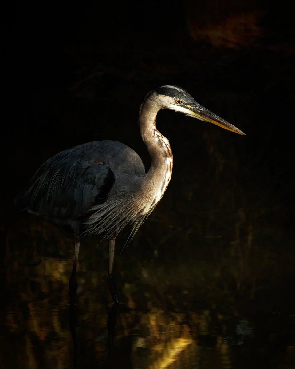 the great blue IMG_7076.jpg