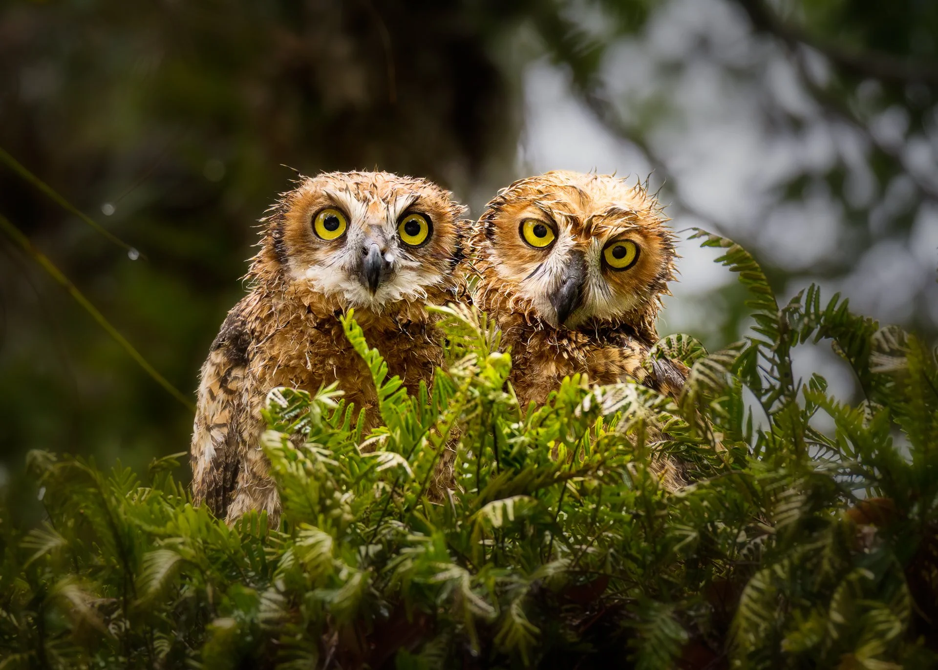 The Twins IMG_7836-2.jpg