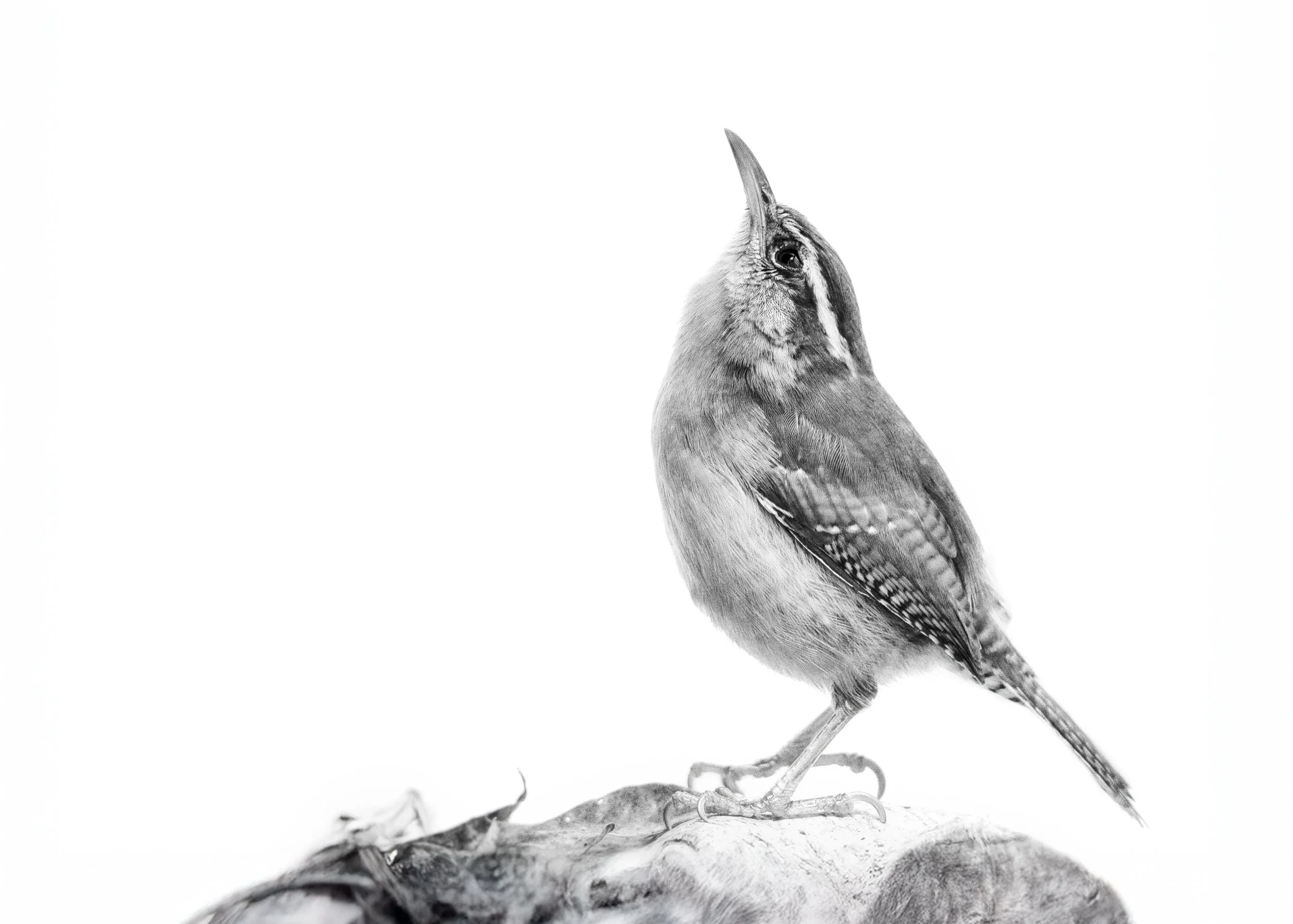 Contemplating the World