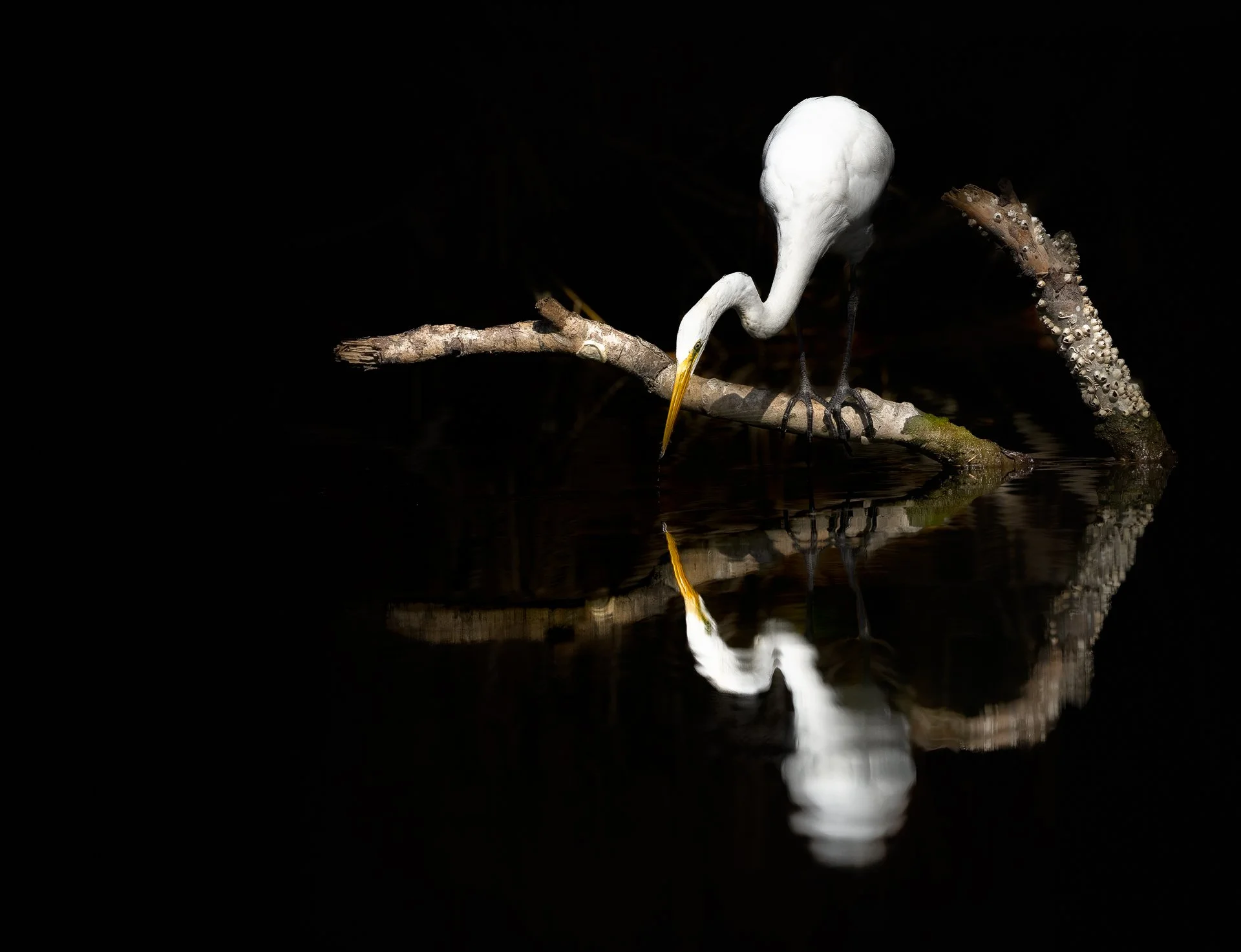 Narcissus A1_09186-Edit.jpg