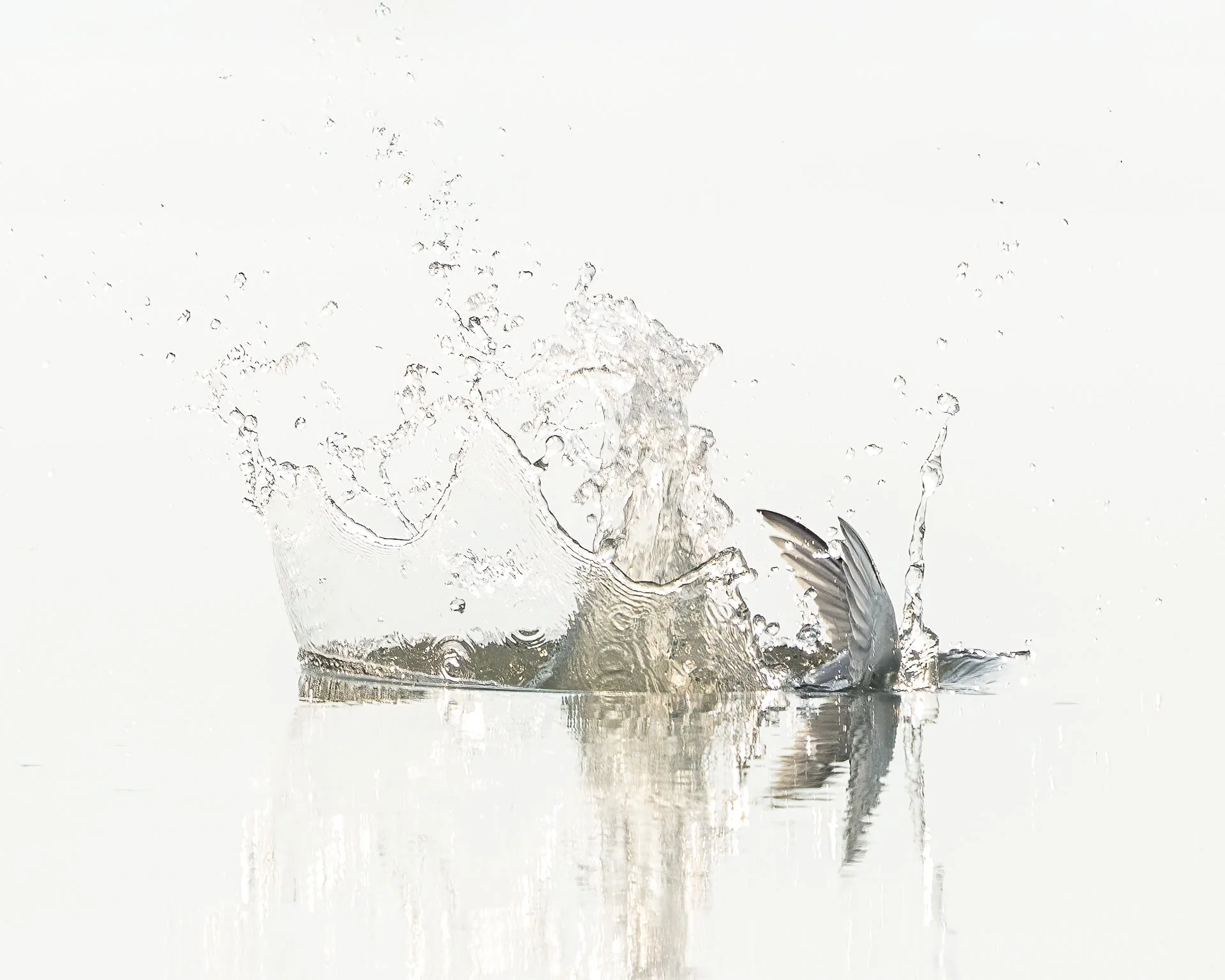 Waterbourne phoenixA1_08098.jpg