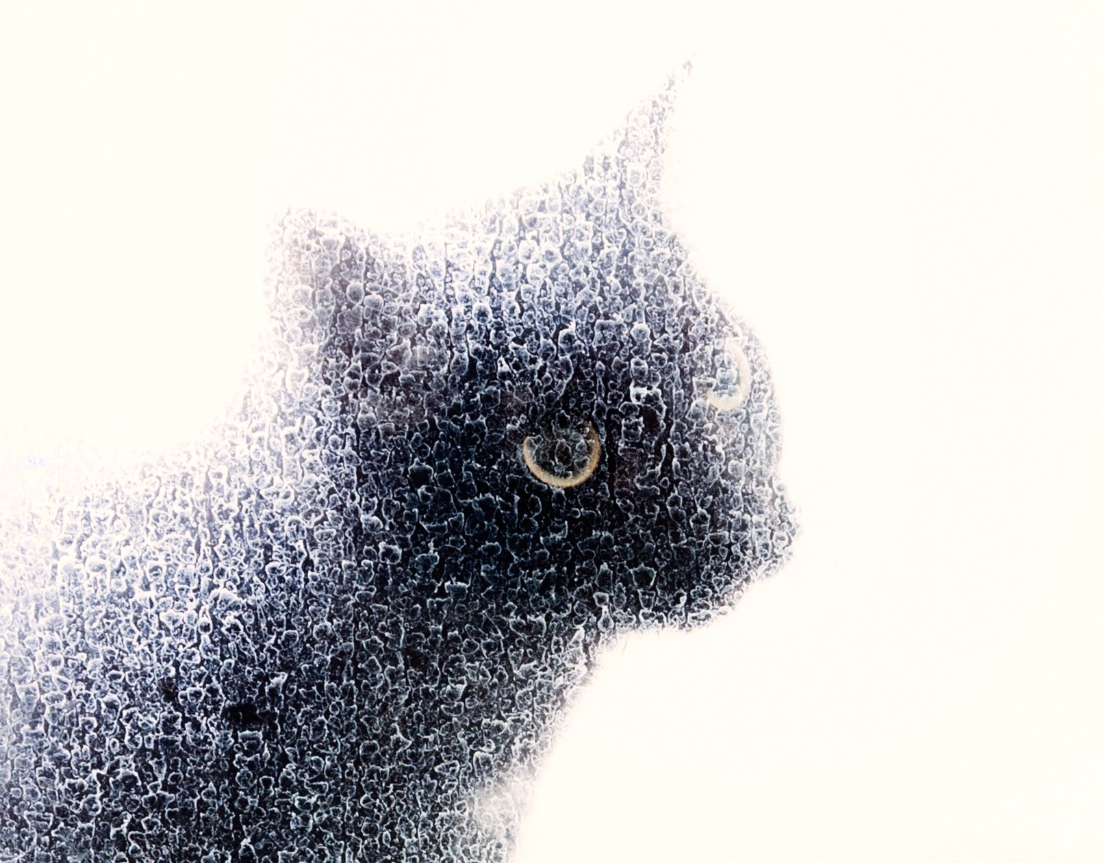 traumerei (cat behind shower glass)-9152-2.jpg