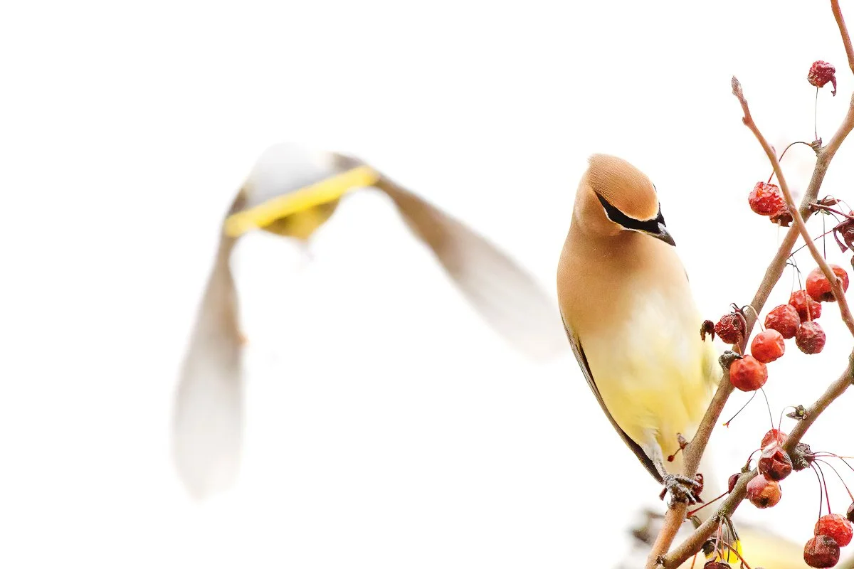 flight of the lemon 8x12 img_7852-gigapixel-low_res-width-4900px.jpg