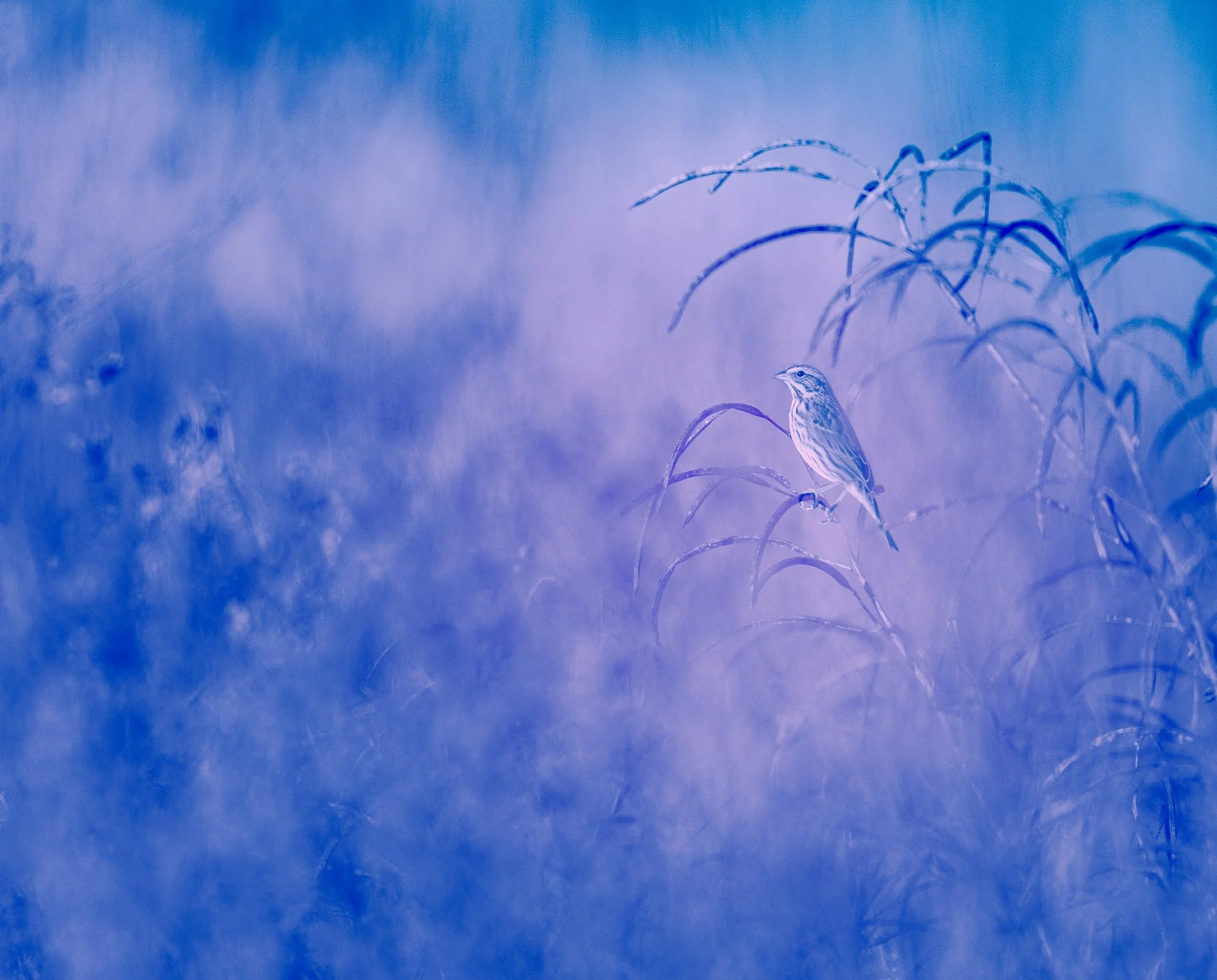 DSC07031-Edit.jpg