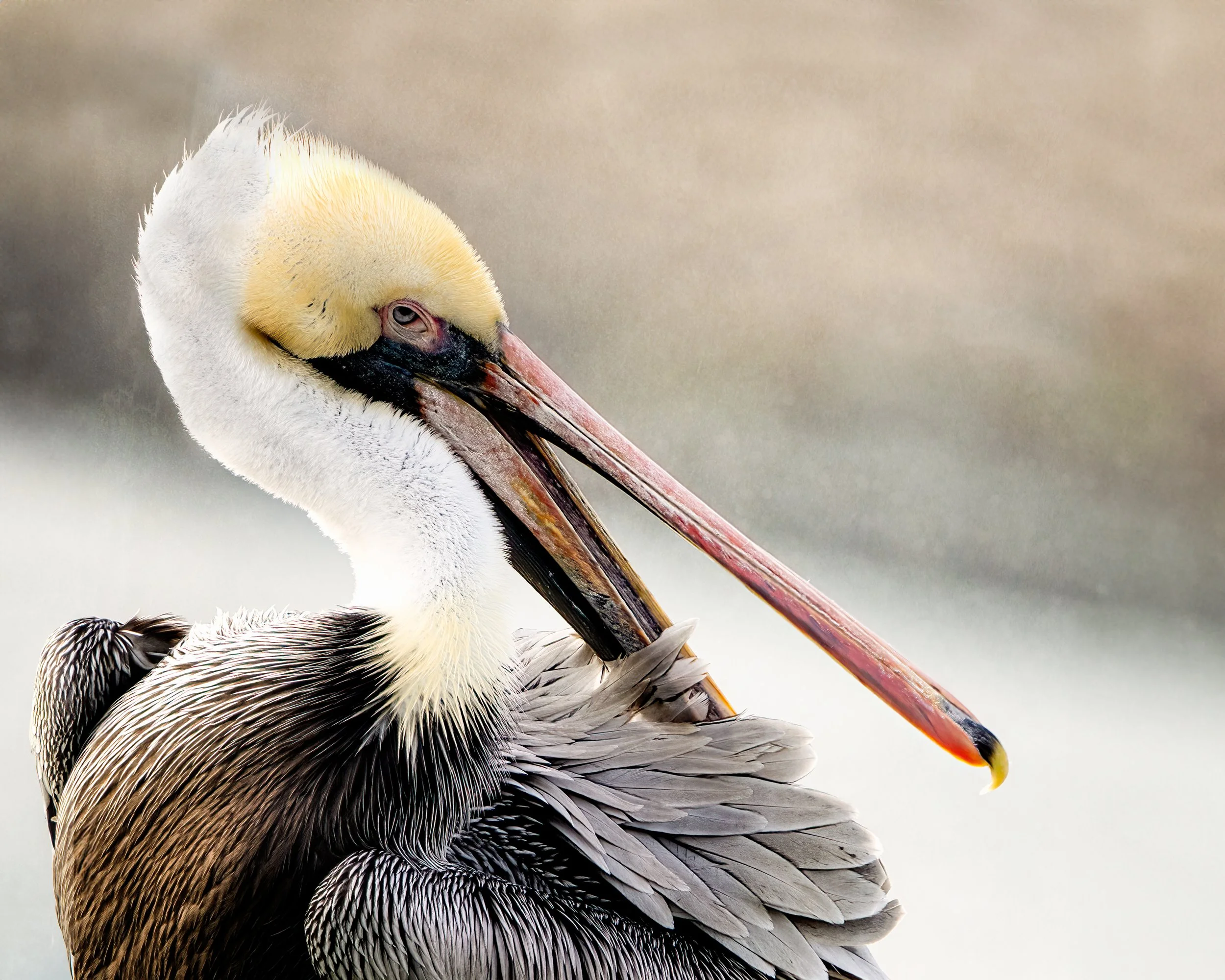 final you try preening 16x20 DSC00397-20220306 A-2.jpg