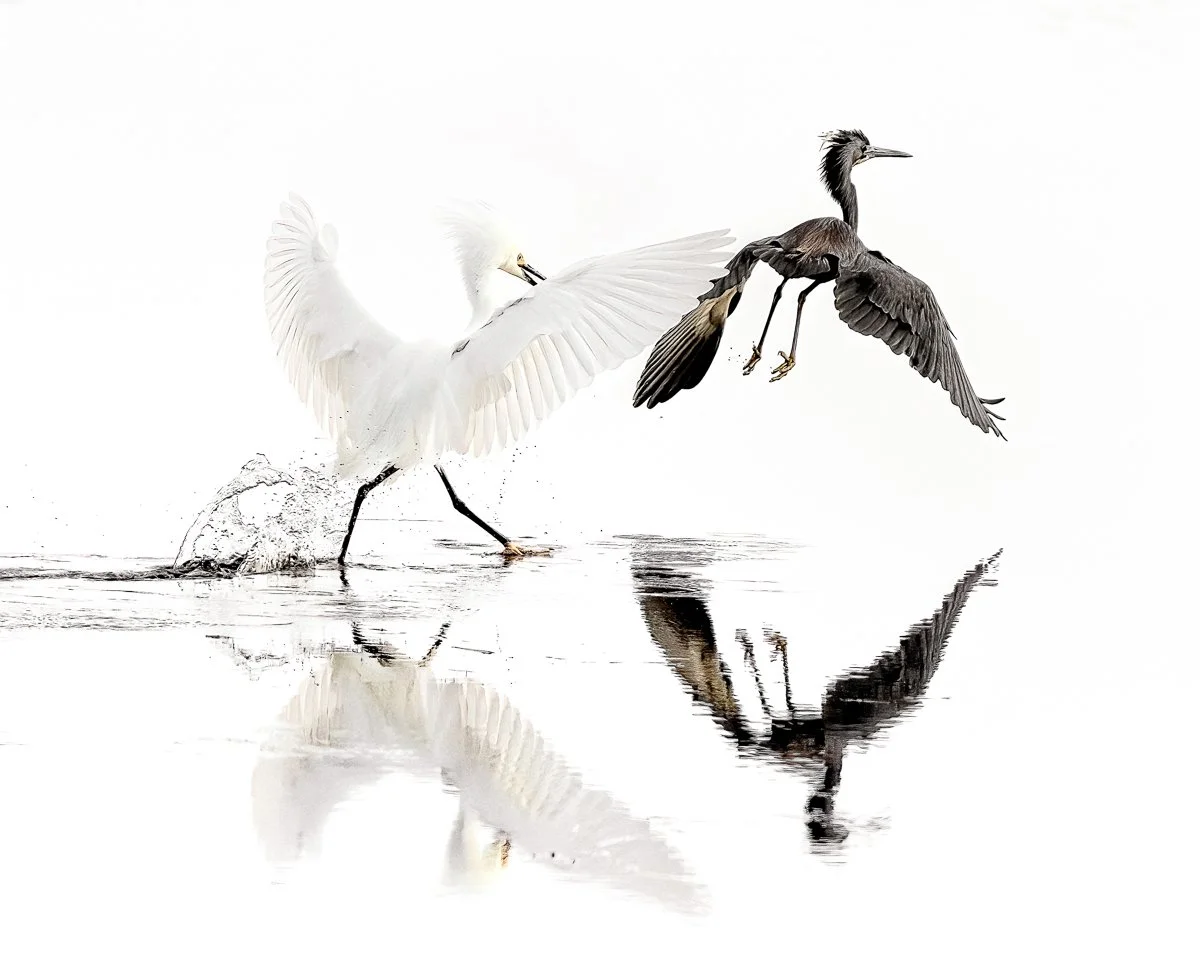 the squabble16x20_.jpg