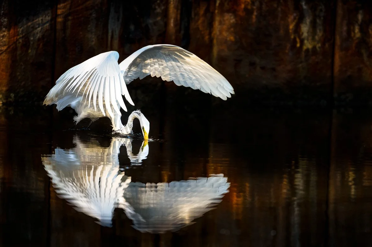 a bird and its echo printing canvaspop2-Edit edit 2copy copy.jpg
