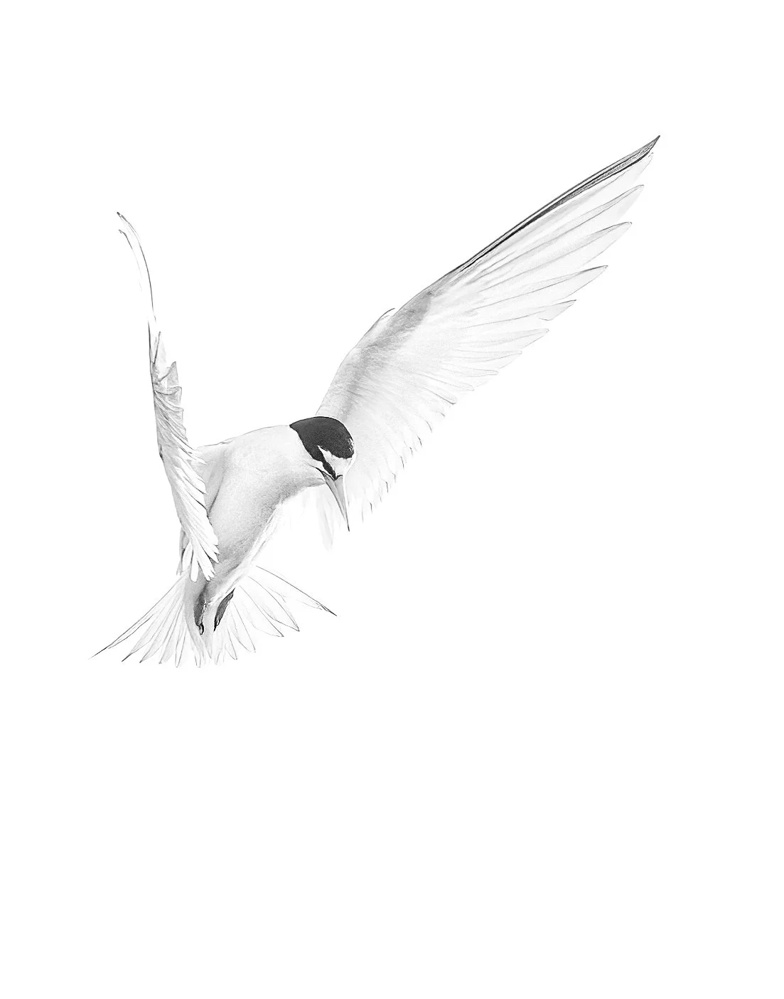 tern aroundA1_08239.jpg