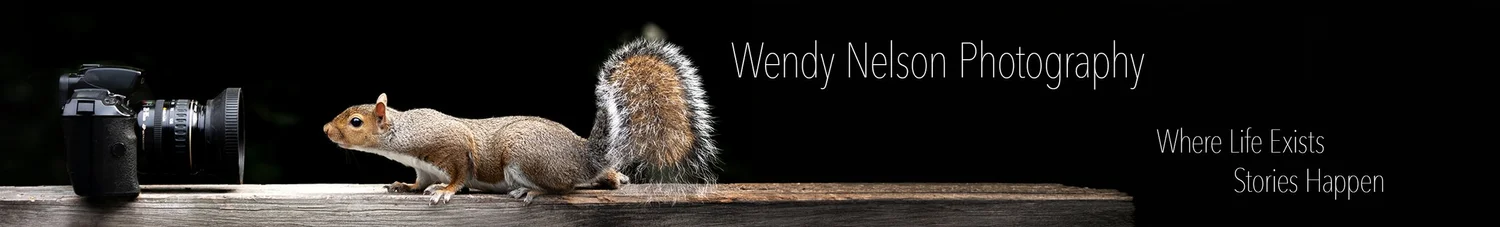 Wendy Nelson Photography