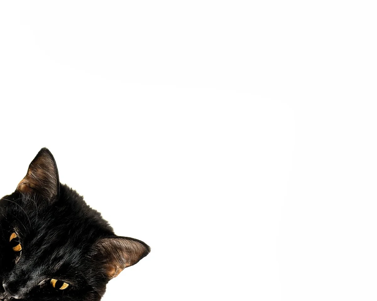 up to no goodDSC05237-202208062  copy.jpg