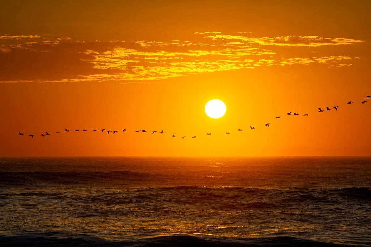 symphony of wings and waves.jpeg