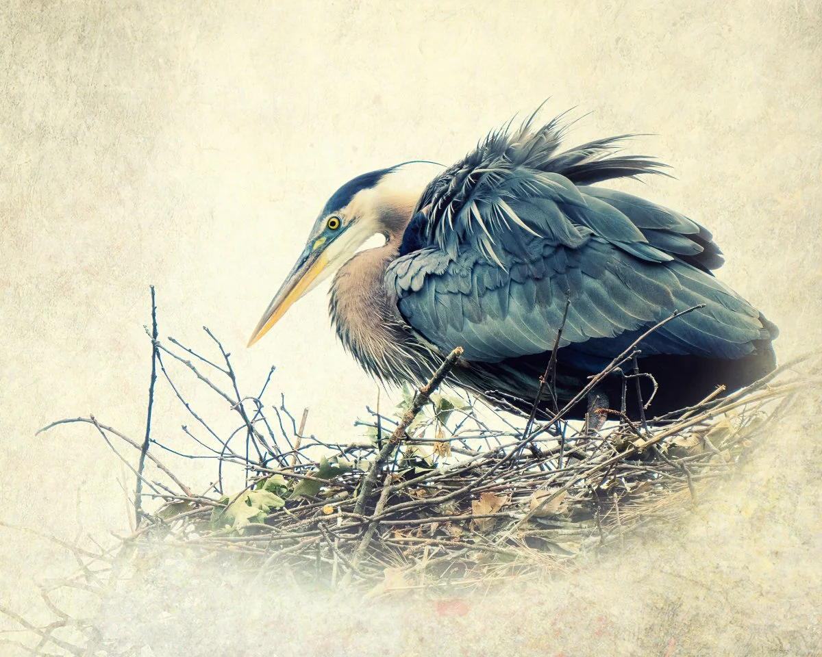 The nest 04105-20230513--2.jpg