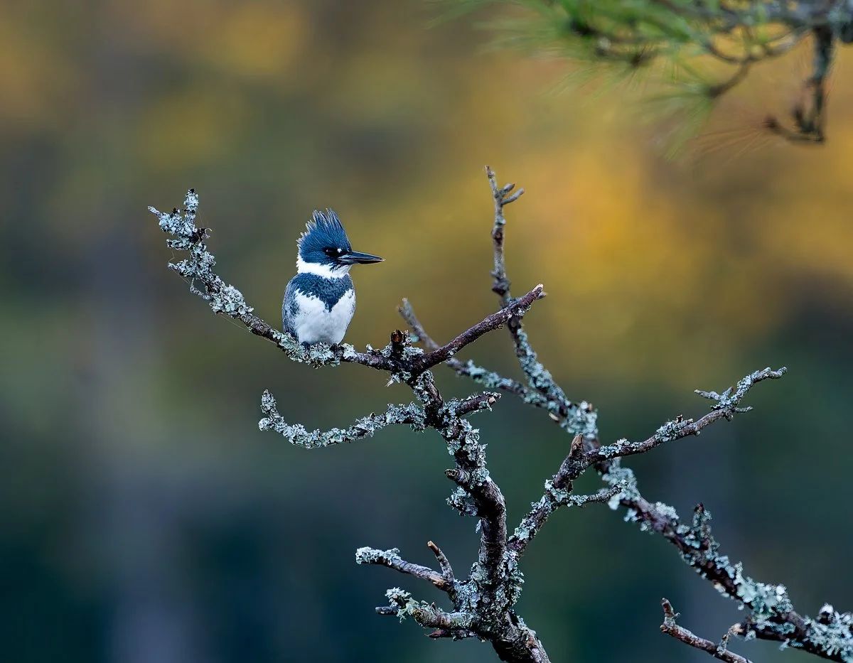 The Return of the King