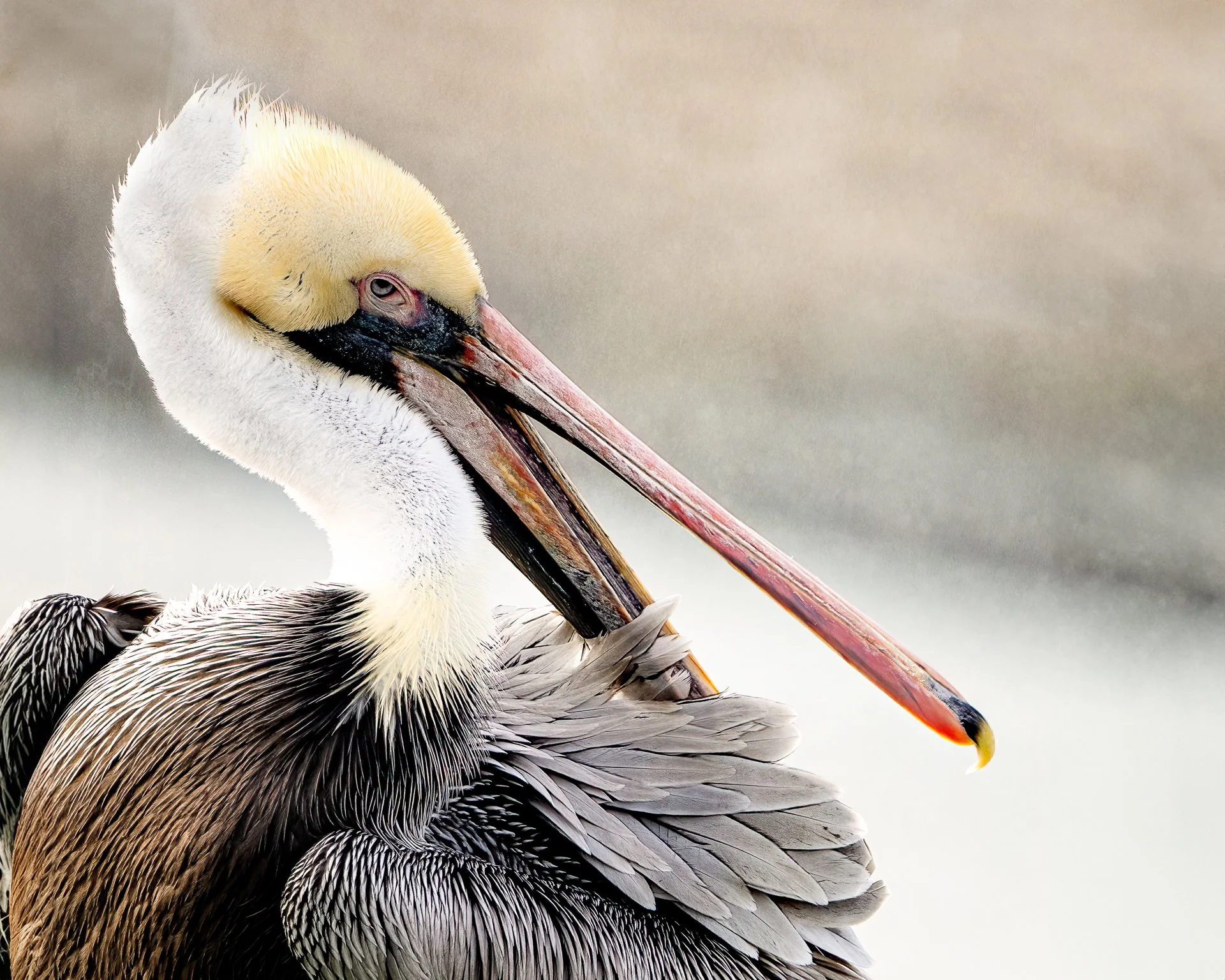 you try preening 16x20 with extra space pelican-2.jpg