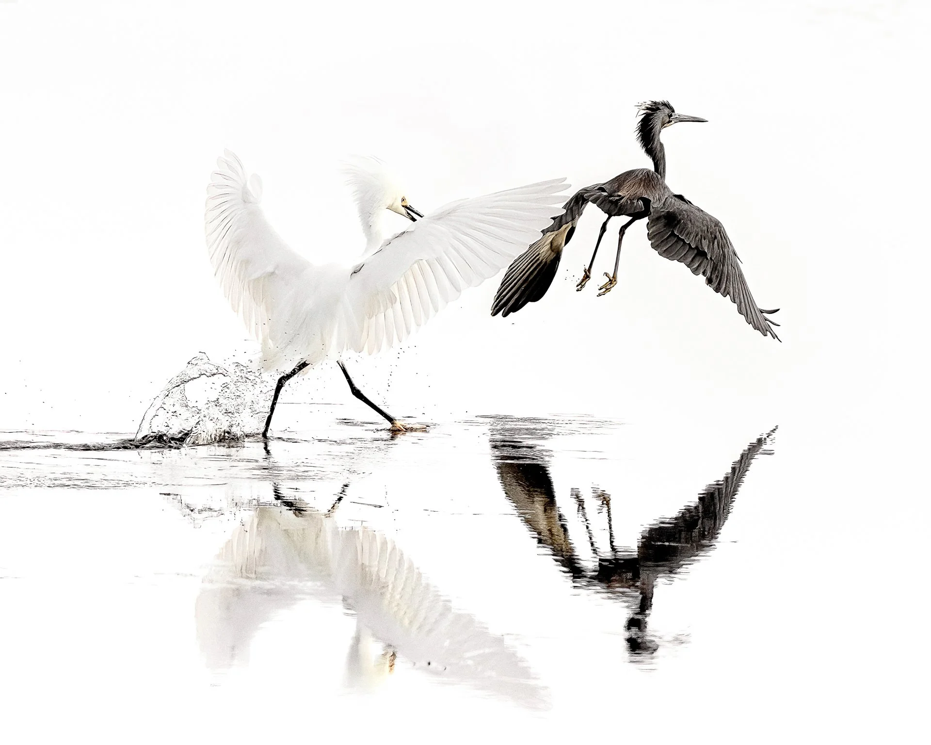 the squabble16x20 -2.jpg