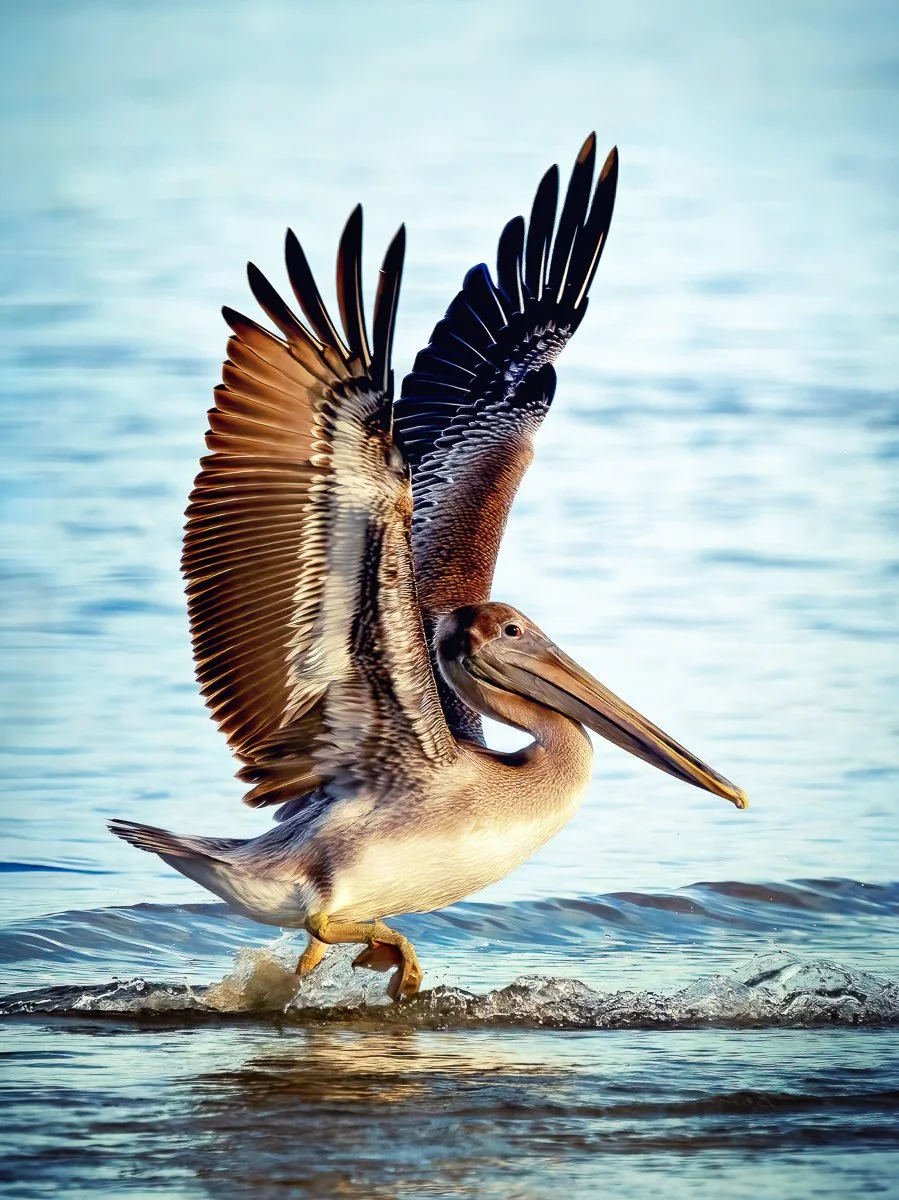 water ballet20201022-DSC07612-Edit.jpg