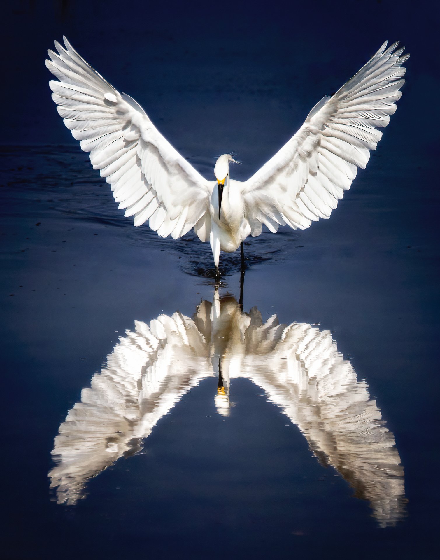 Icarus--2.jpg