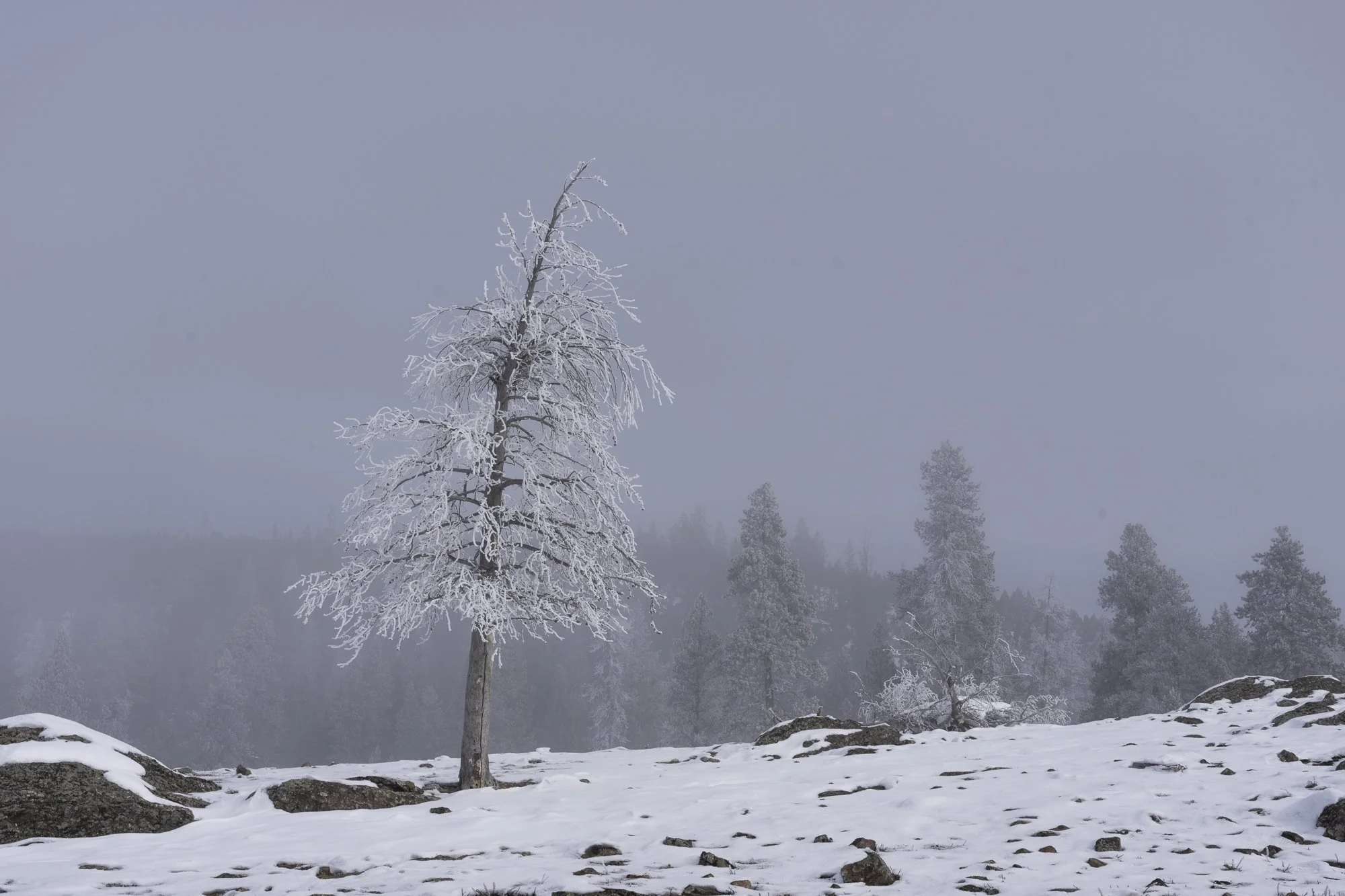 DSC04162-20220115_.jpg