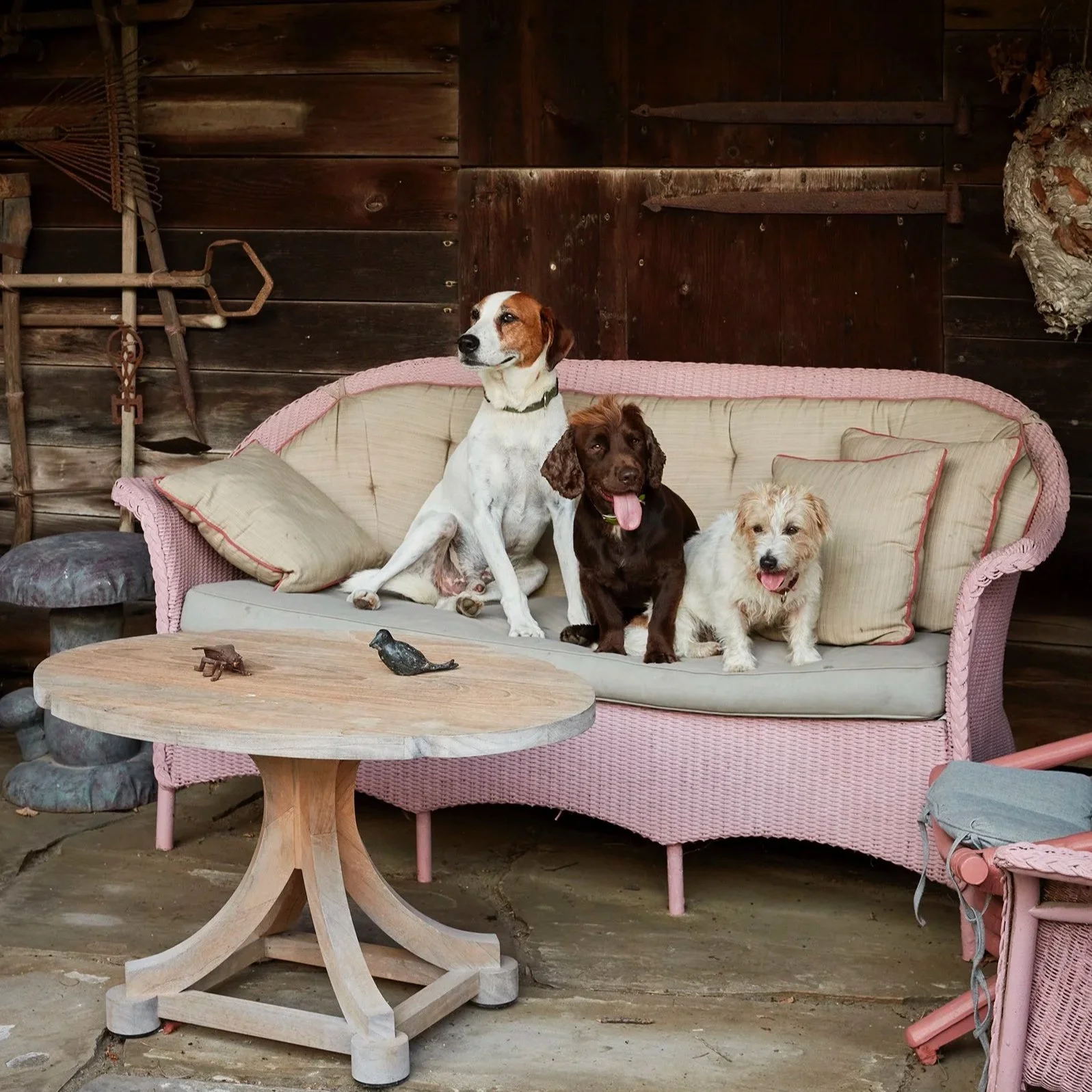 Three dogs sitting on a pink wicker sofa with cushions, in a rustic wooden room with farming tools hanging on the wall, a small wooden table with carved birds, and outdoor stone flooring.