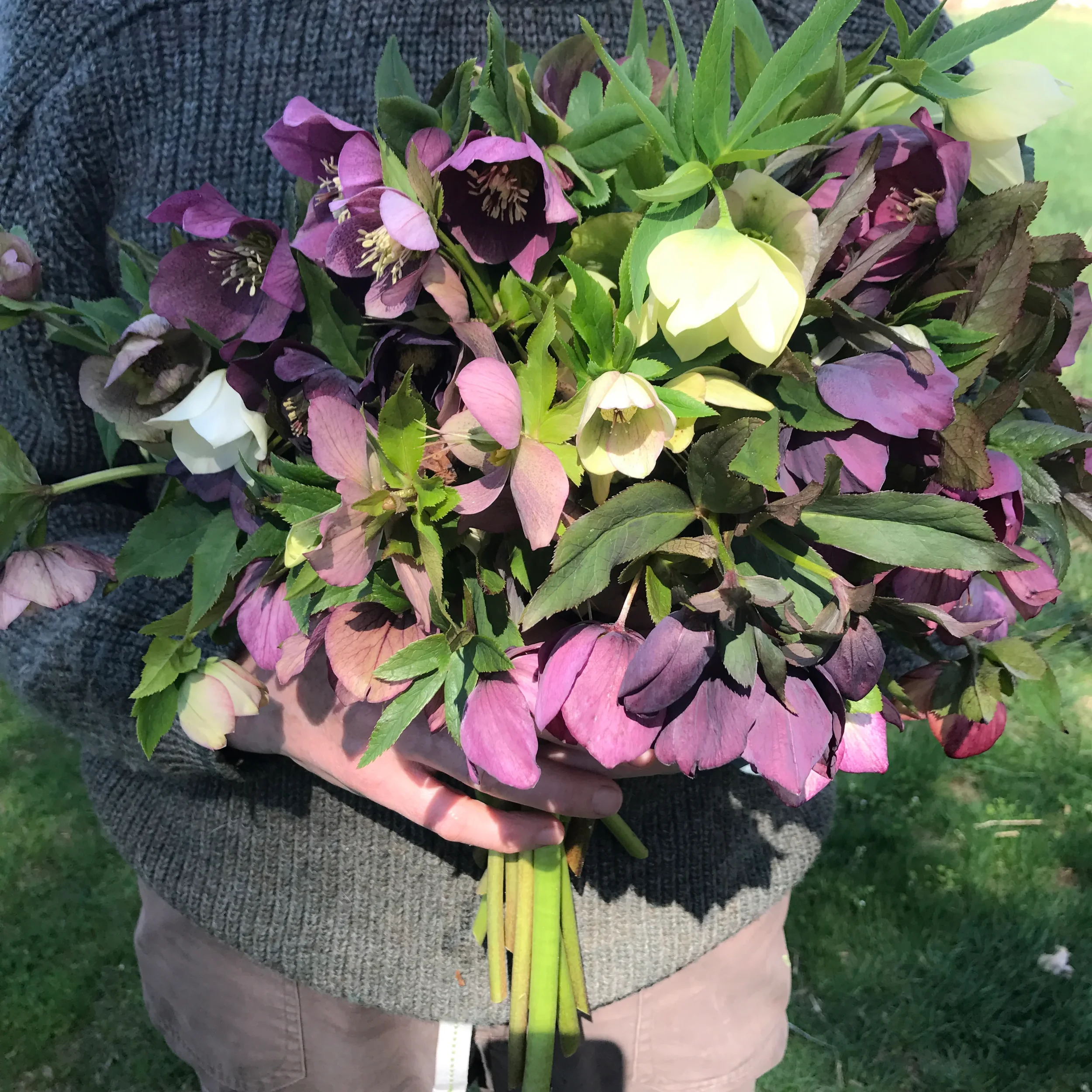 Hellebores, Not Hell-a-Boring: Spring's First Bloom