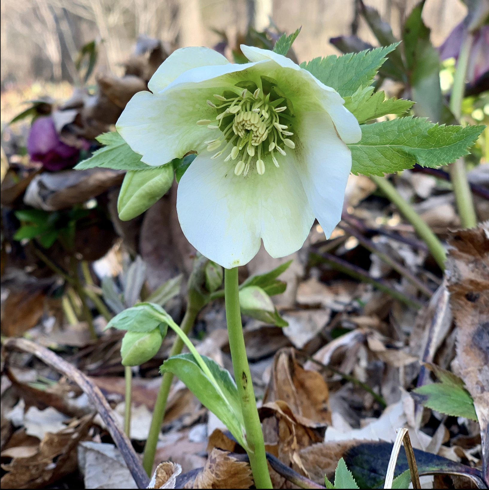 Screenshot 2026-02-14 at 8.50.59 PM.png