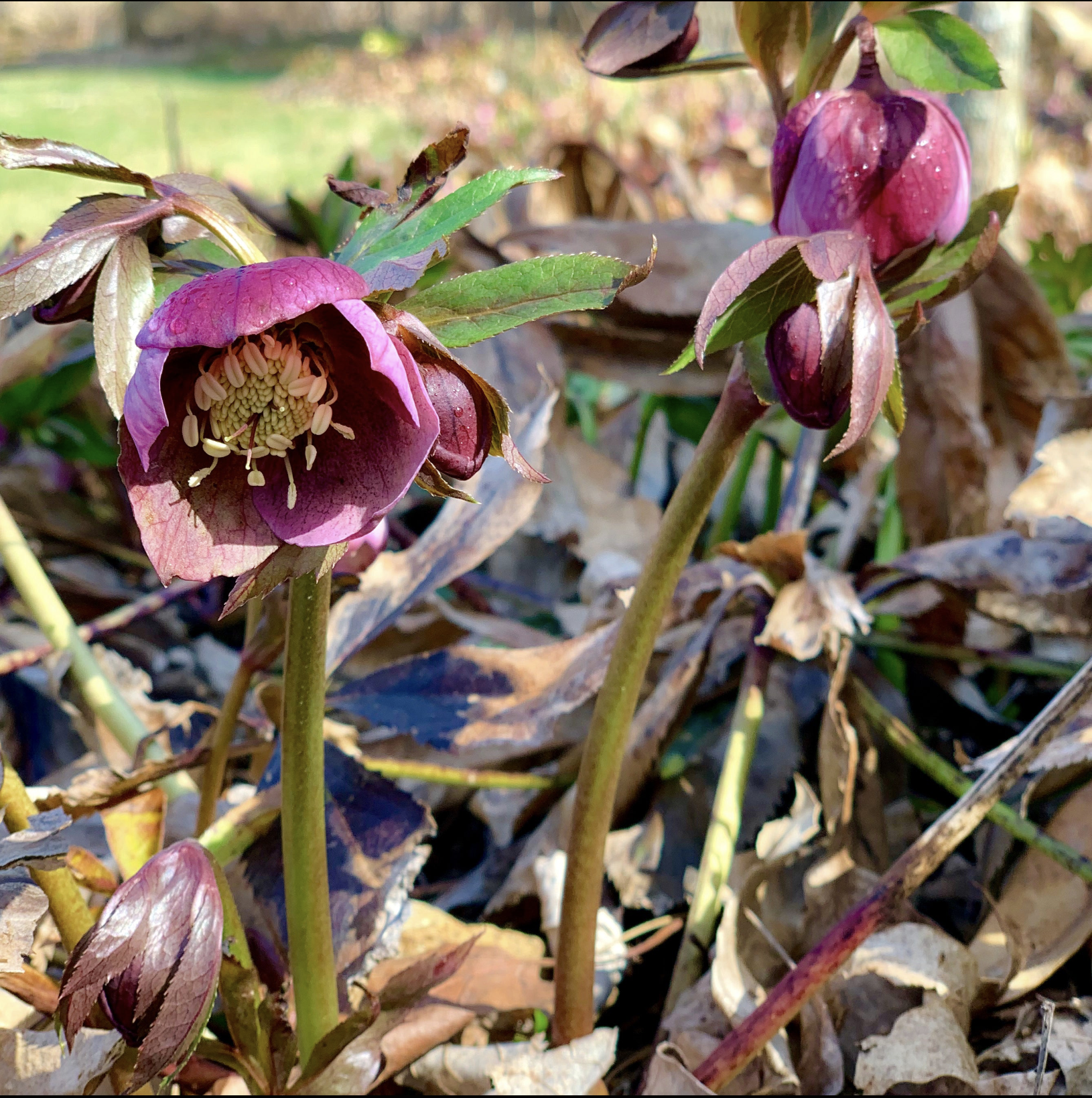 Screenshot 2026-02-14 at 8.50.35 PM.png