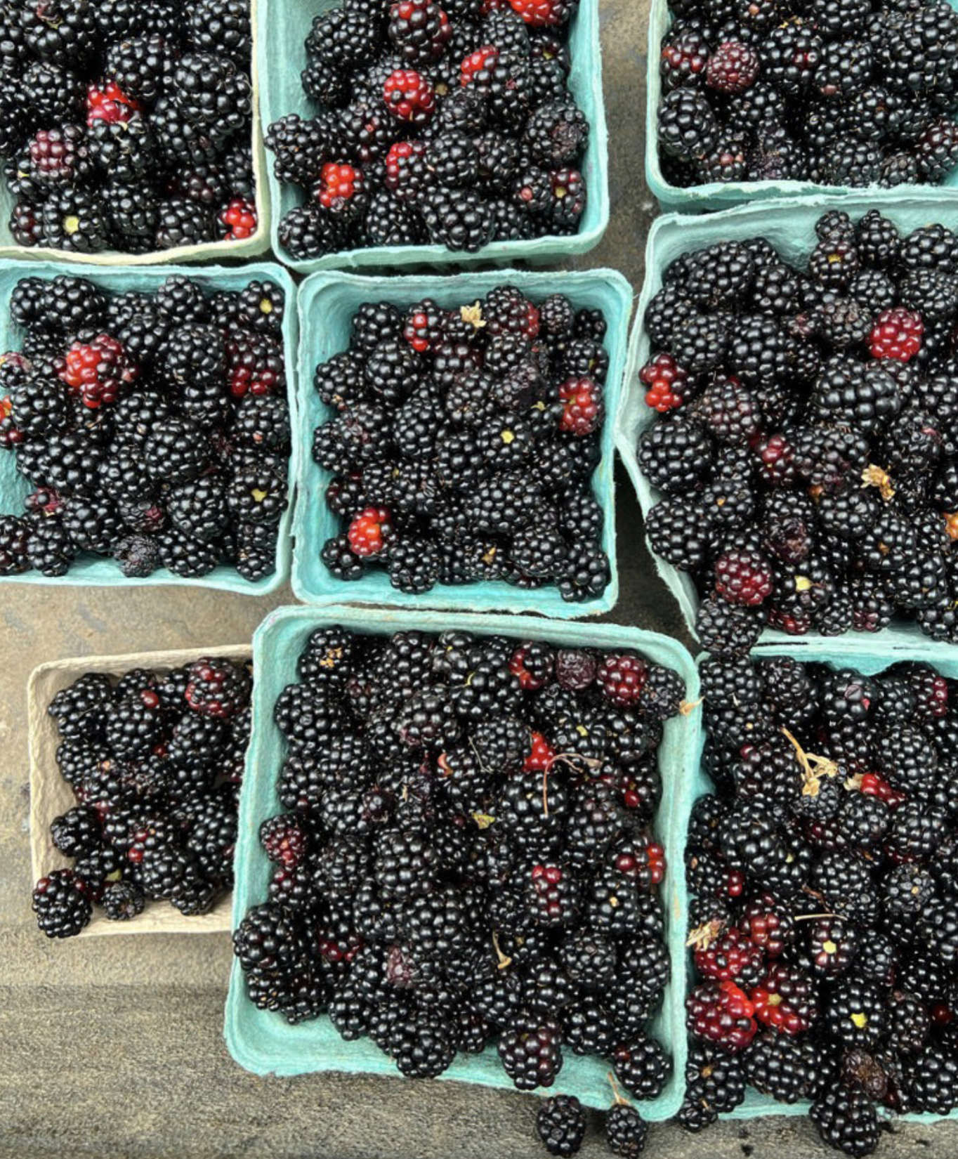 Bonkers for Blackberries