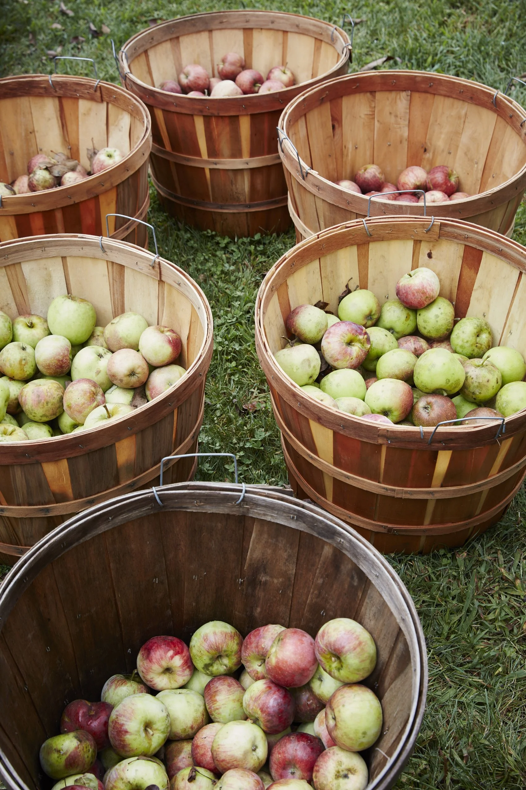 Cider Making At Bird Haven Farm 