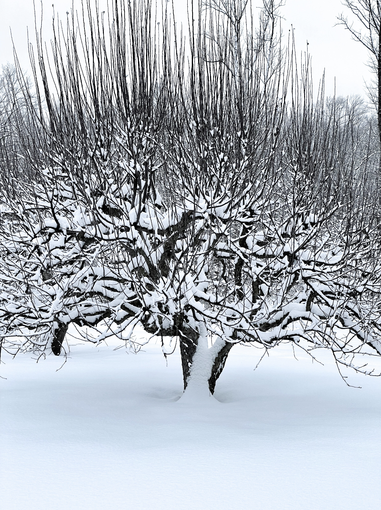 Tree in deep snowfall