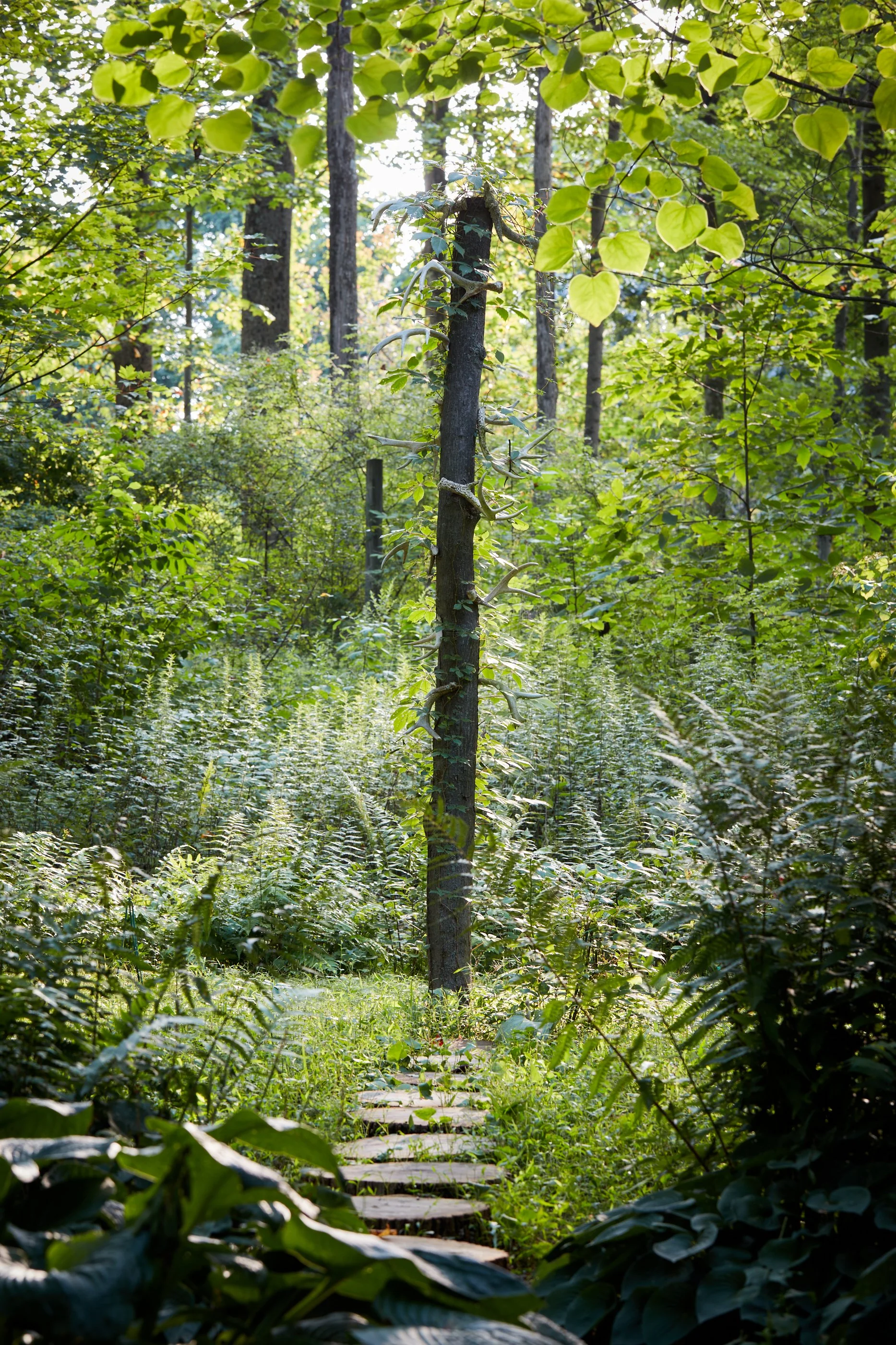 A forest scene with a narrow stone path leading through lush green foliage, tall trees, and sunlight filtering through the leaves.